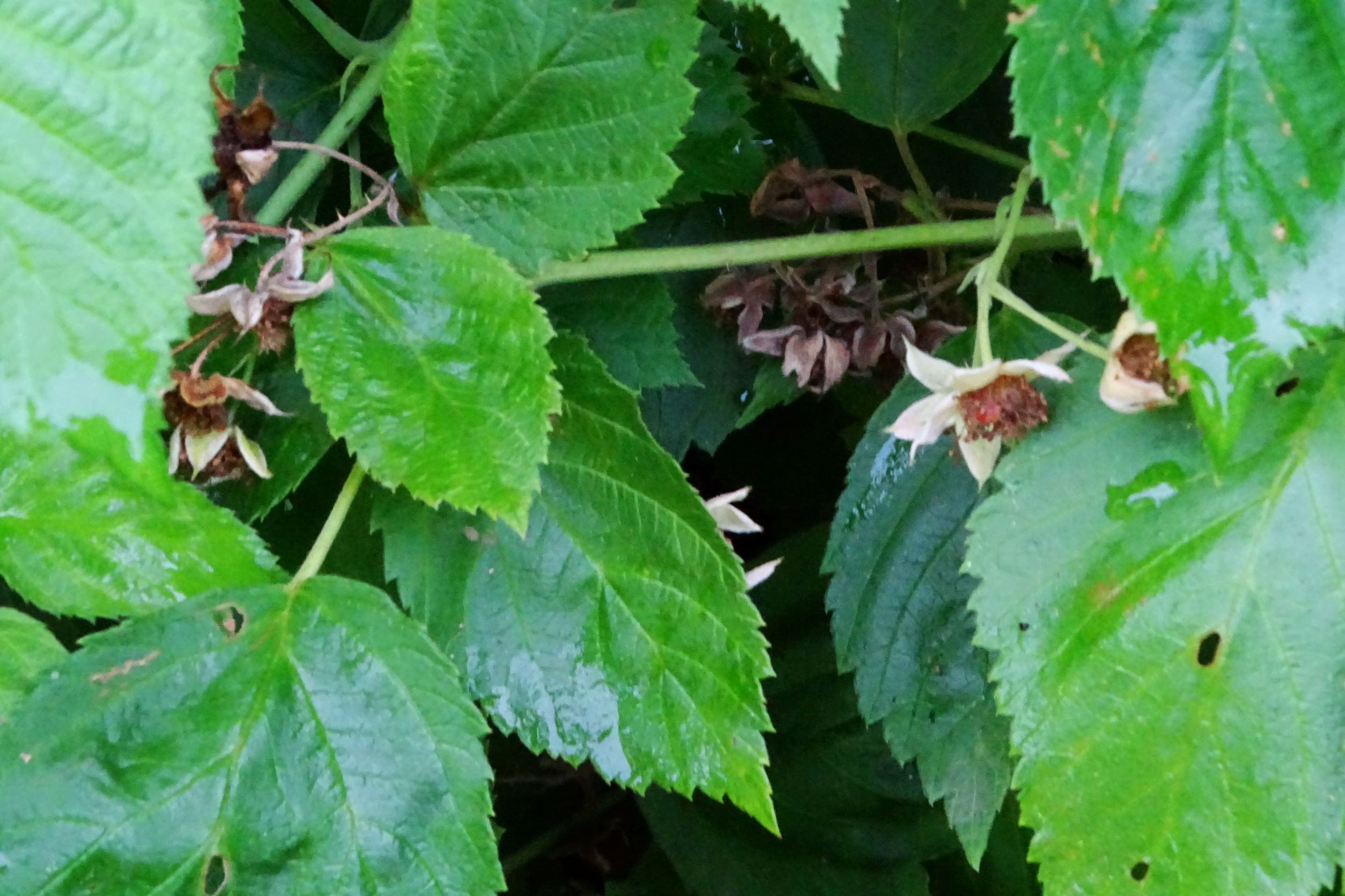 DSC03297 rubus (cf.) idaeus x caesius, feldkirchen-st.ruprecht, 2021-07-27.JPG