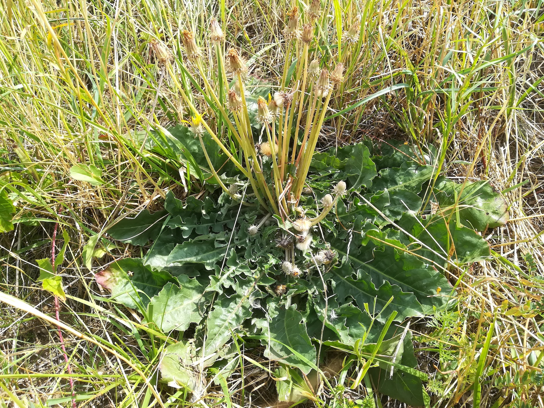 taraxacum serotinum innere aspangbahn lanzendorf_20210731_132507.jpg