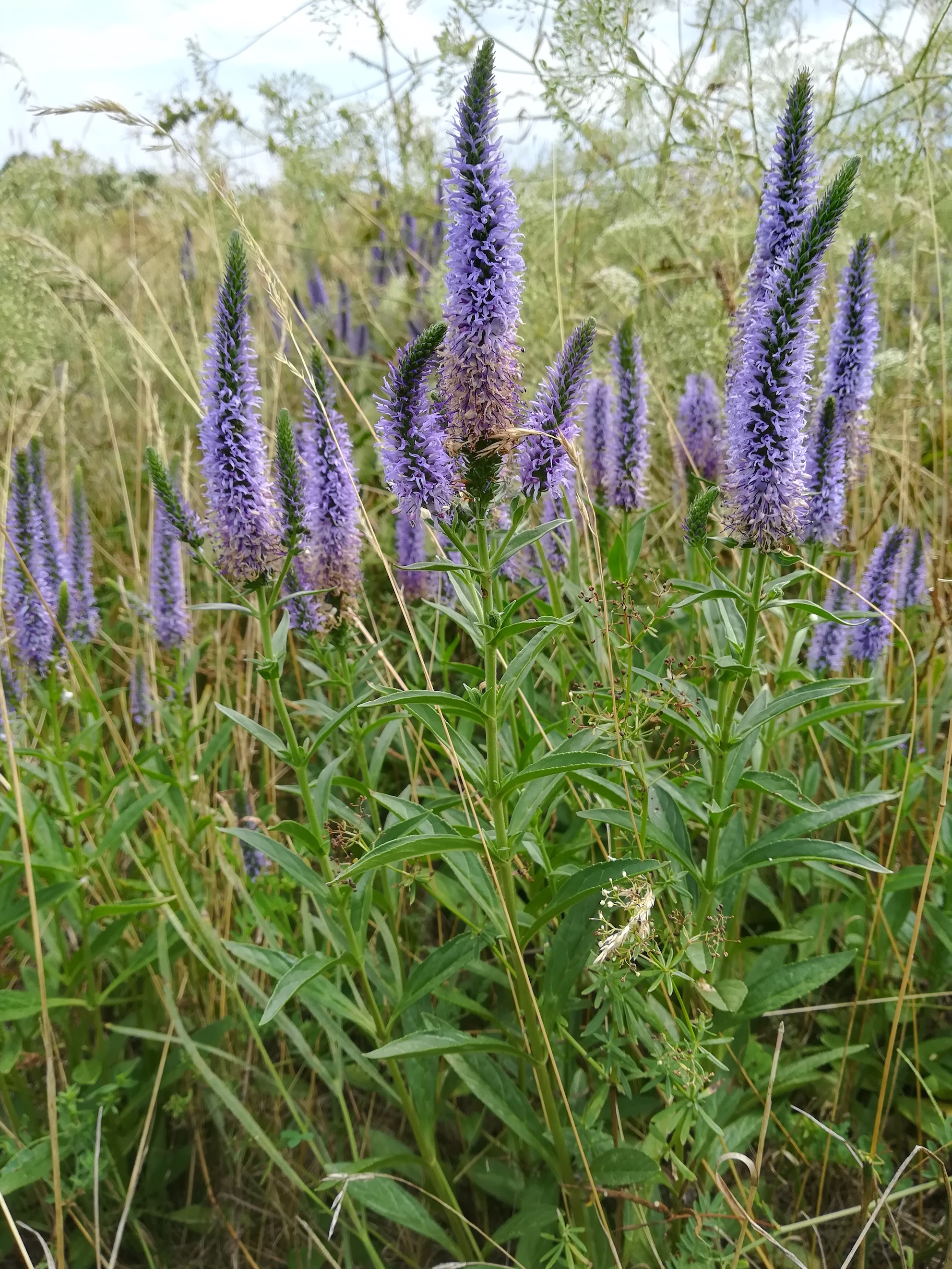 veronica orchidea lanzendorf_20210731_141228.jpg