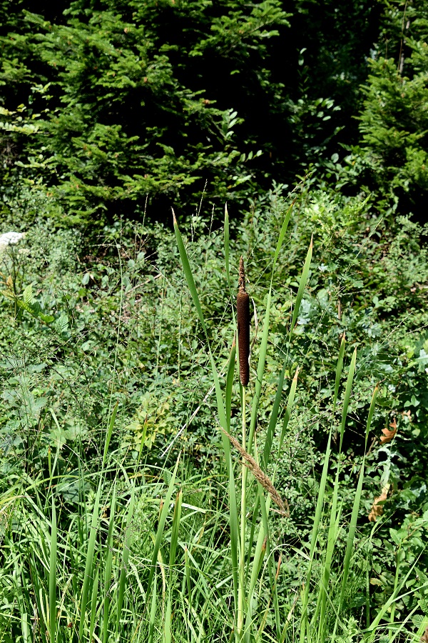 Ranzenbach - 31072021 - (9) - Weg A -Typha shuttleworthii.JPG