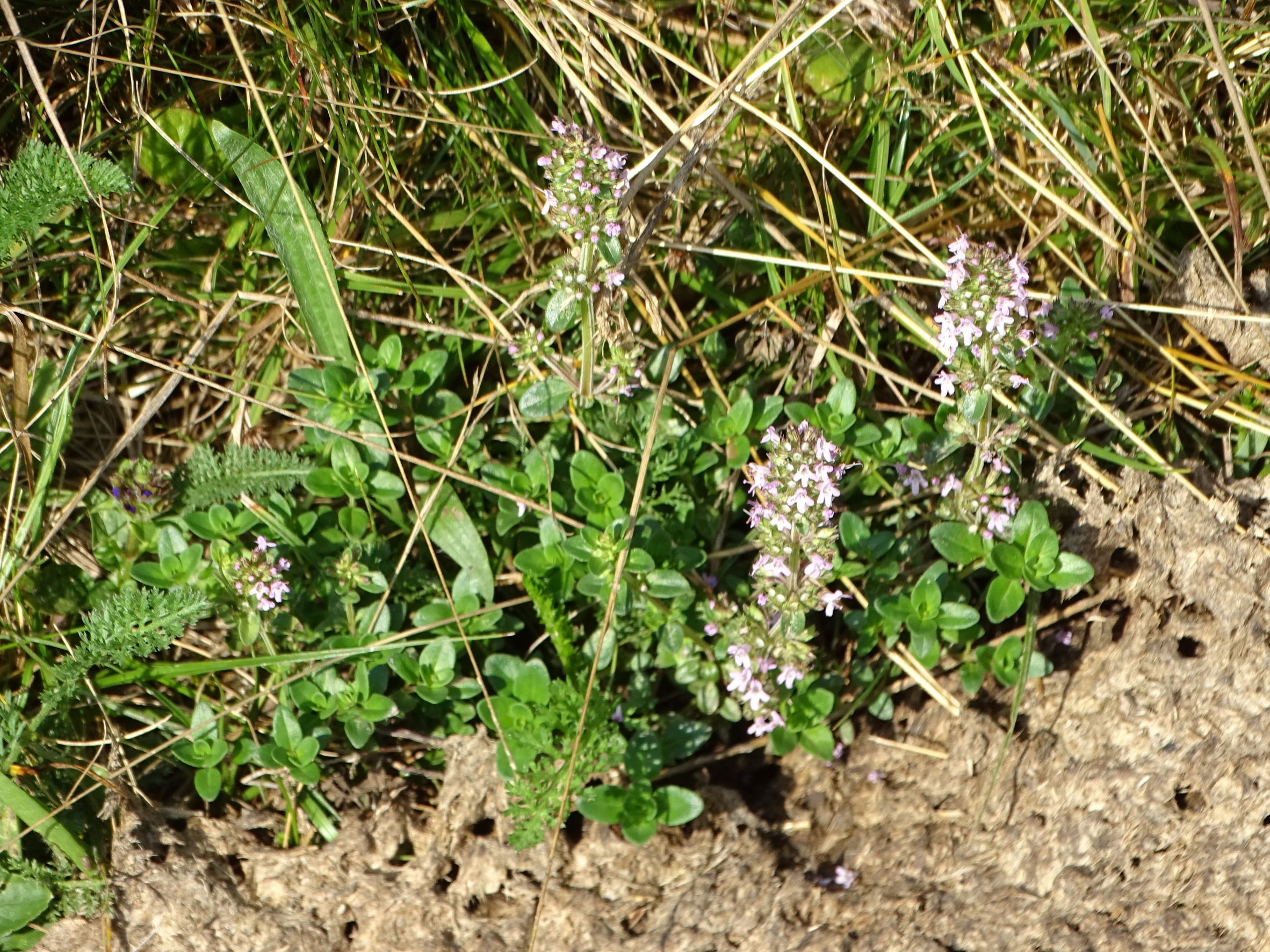 DSC03326 thymus sp., lendorf bei feldkirchen, 2021-07-27.JPG