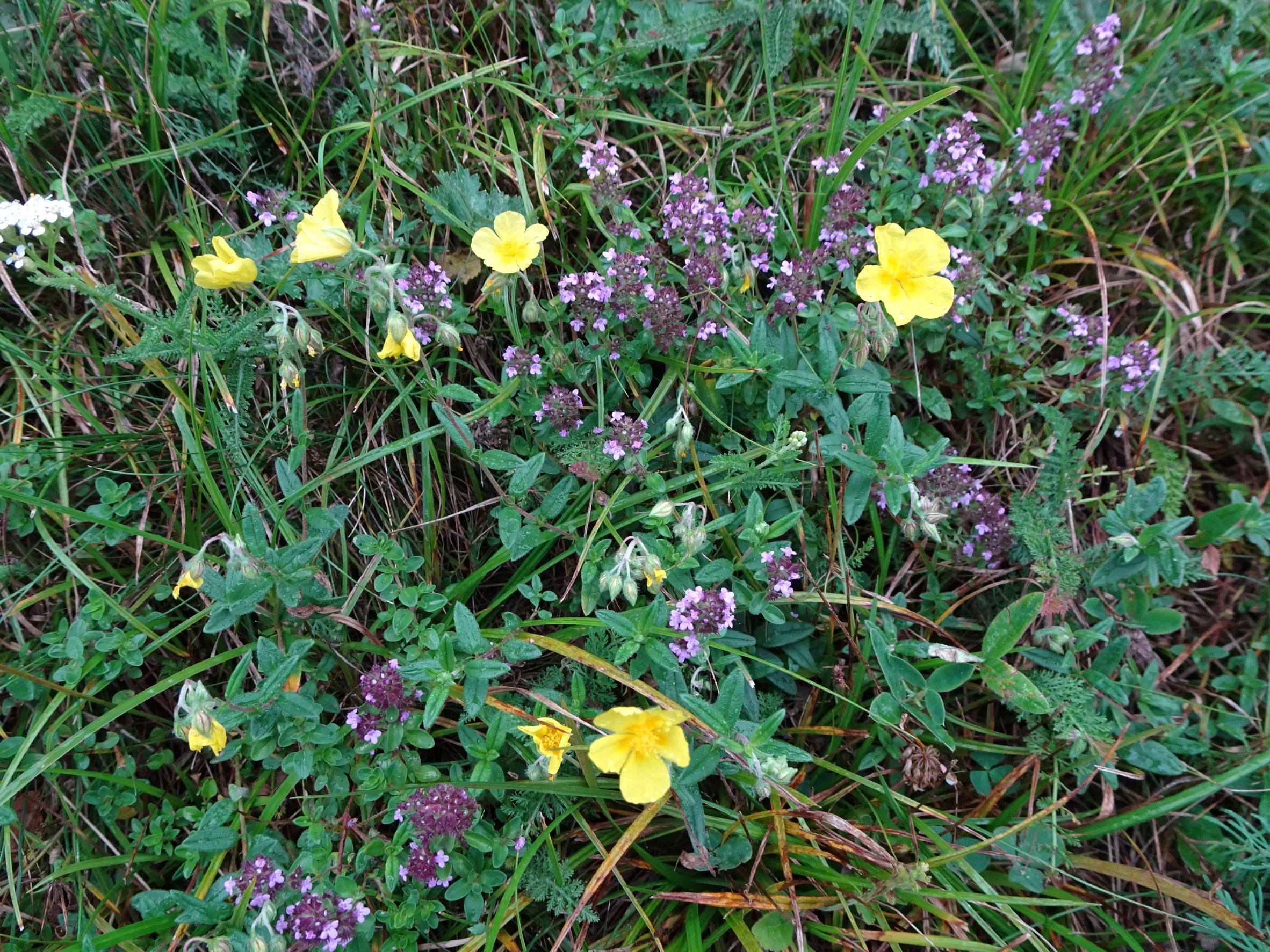 DSC05229 thymus pulegioides, helianthemum nummularium s.l., feldkirchen-metzing, 2021-07-27.JPG