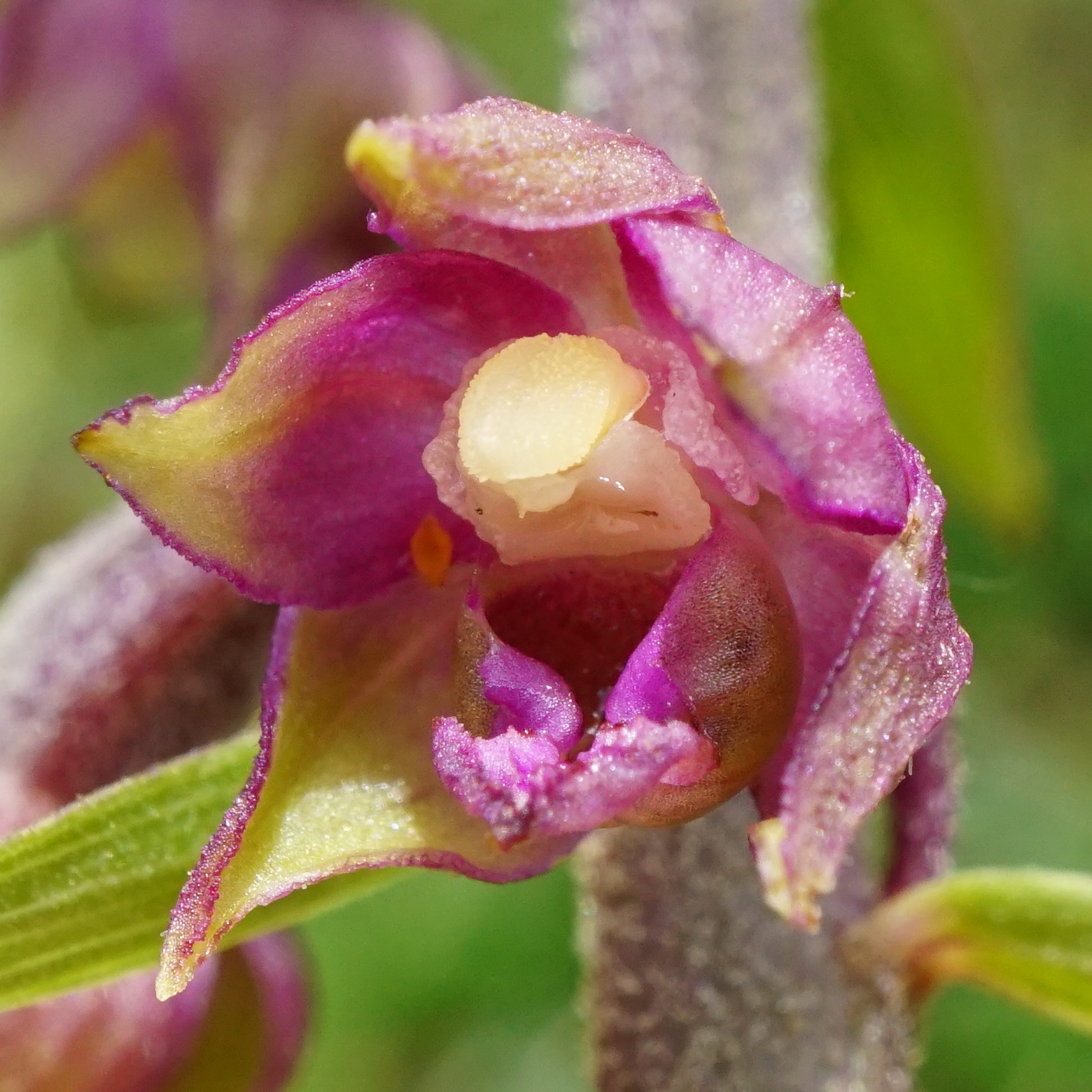 Epipactis atrorubens_Rax_210729_B.JPG