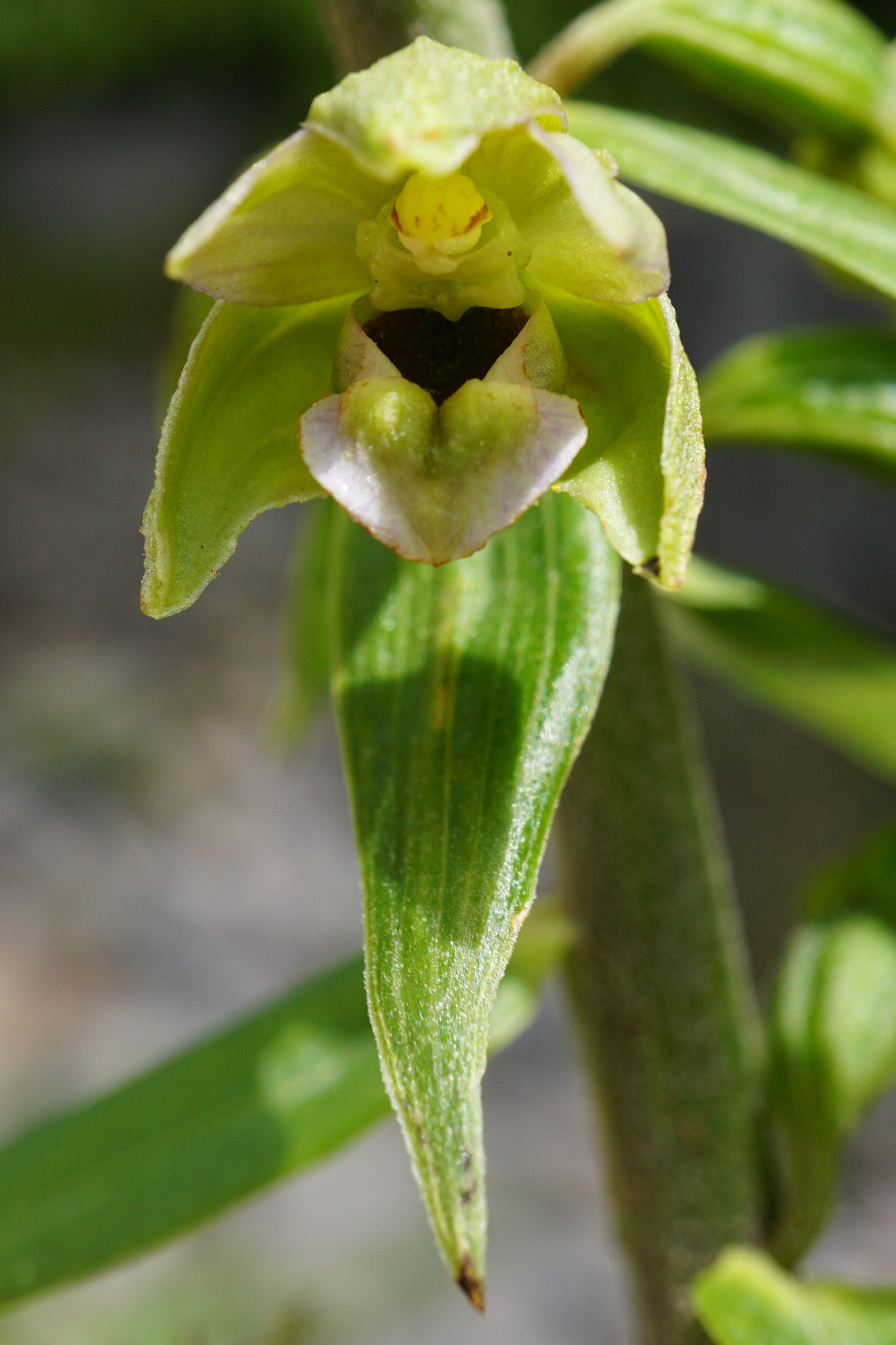 Epipactis greuteri_Rax_210729_B.JPG