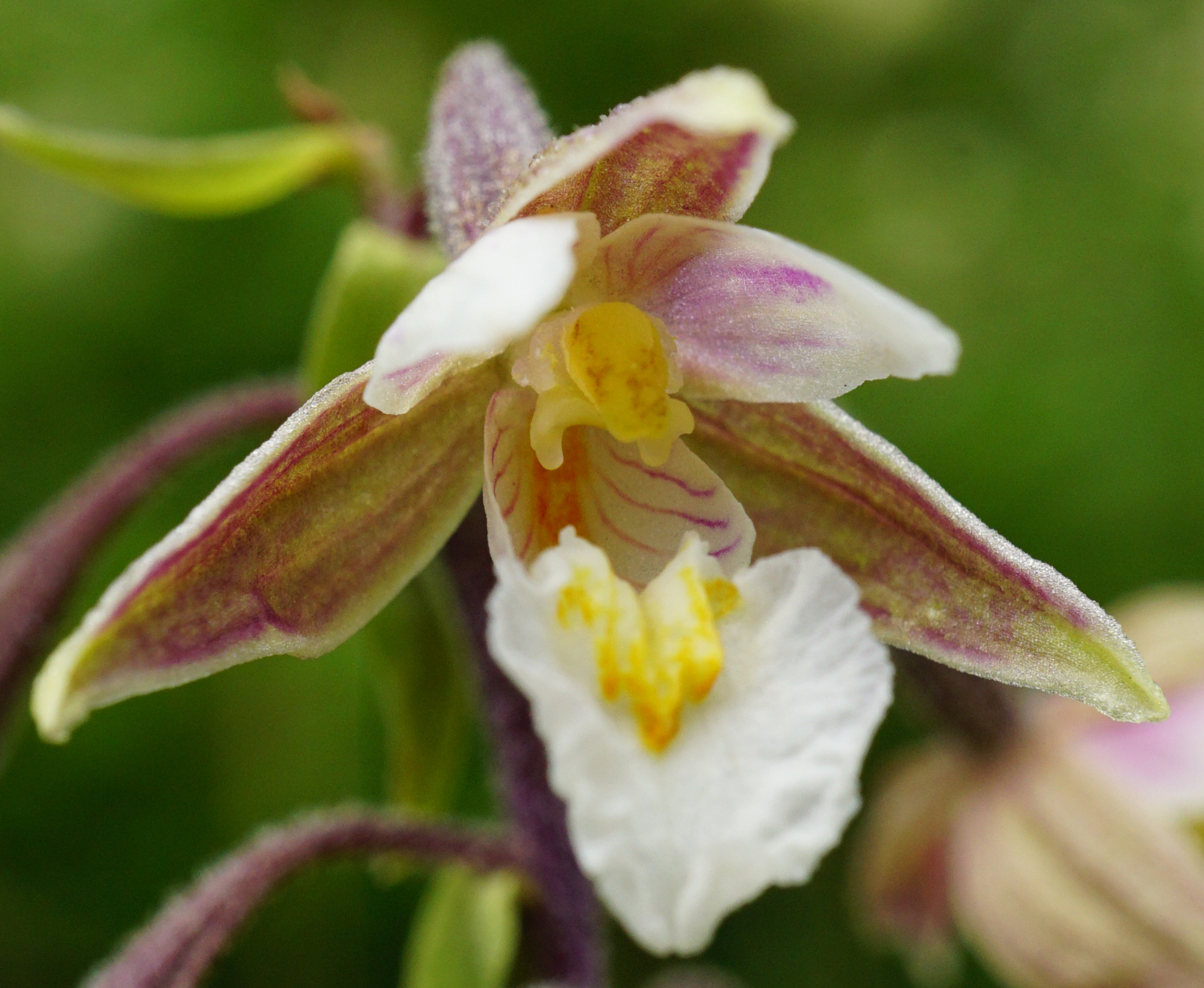 Epipactis palustris_Rax_210729_B.JPG