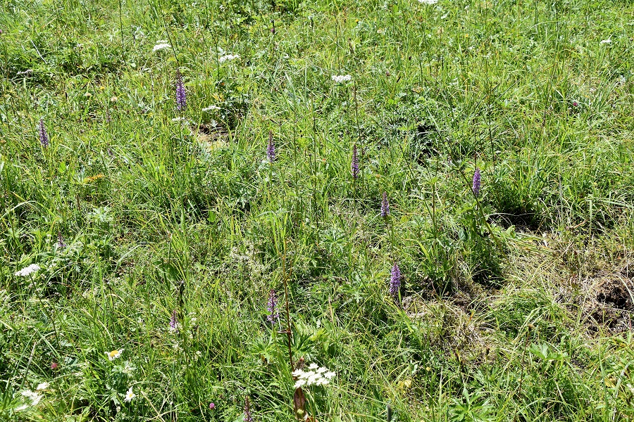 Neuhaus - 24072021 - (178) - Gymnadenia densiflora - Dichtblütige Mücken-Händelwurz.JPG