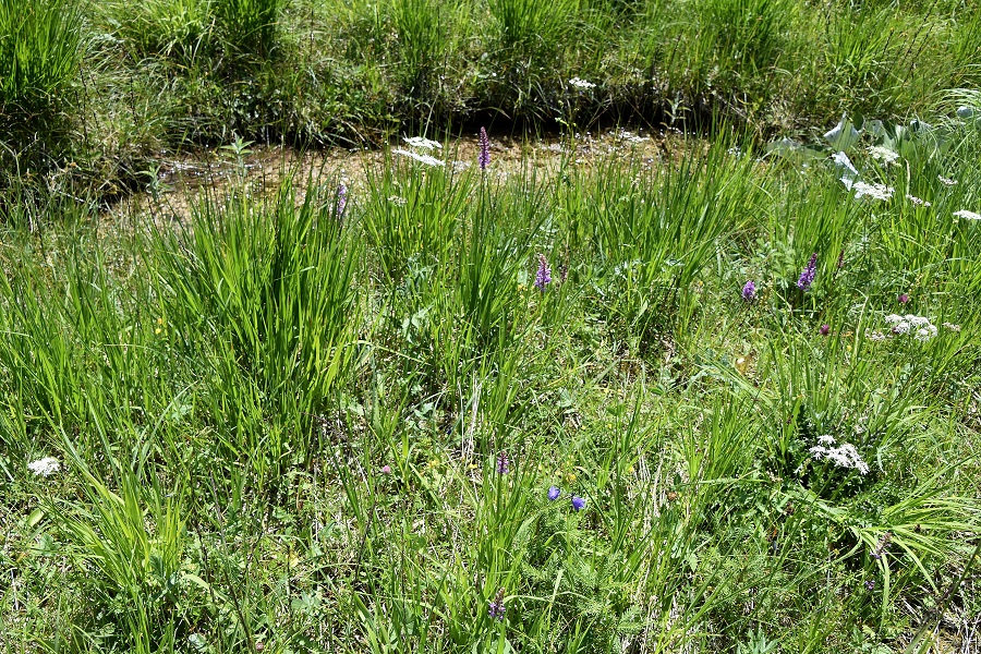 Neuhaus - 24072021 - (182) - Gymnadenia densiflora - Dichtblütige Mücken-Händelwurz.JPG