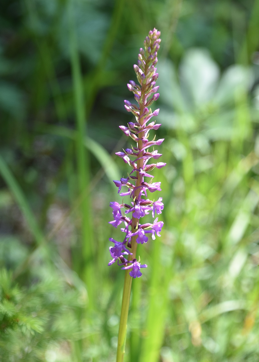 Neuhaus - 24072021 - (263) - Gymnadenia densiflora - Dichtblütige Mücken-Händelwurz.JPG