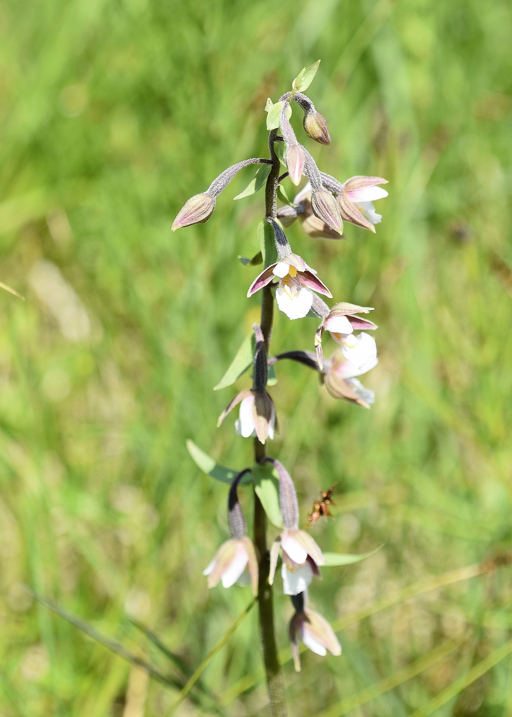 Neuhaus - 24072021 - (233) - Epipactis palustris - Sumpf-Ständelwurz.JPG