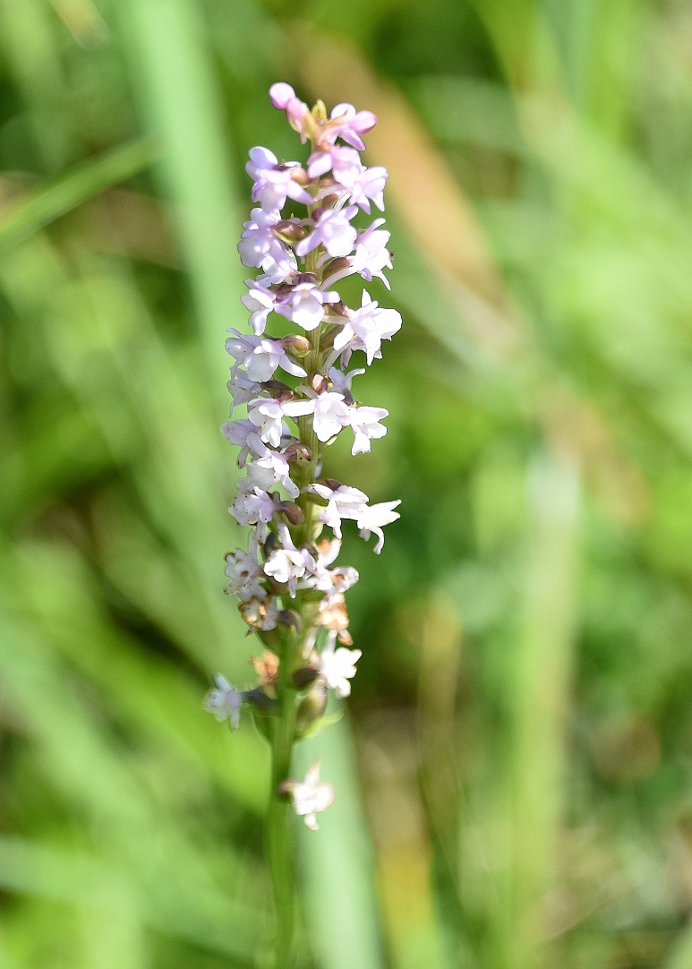 Neuhaus - 24072021 - (261) -  Gymnadenia odoratissima - Duft-Händelwurz.JPG