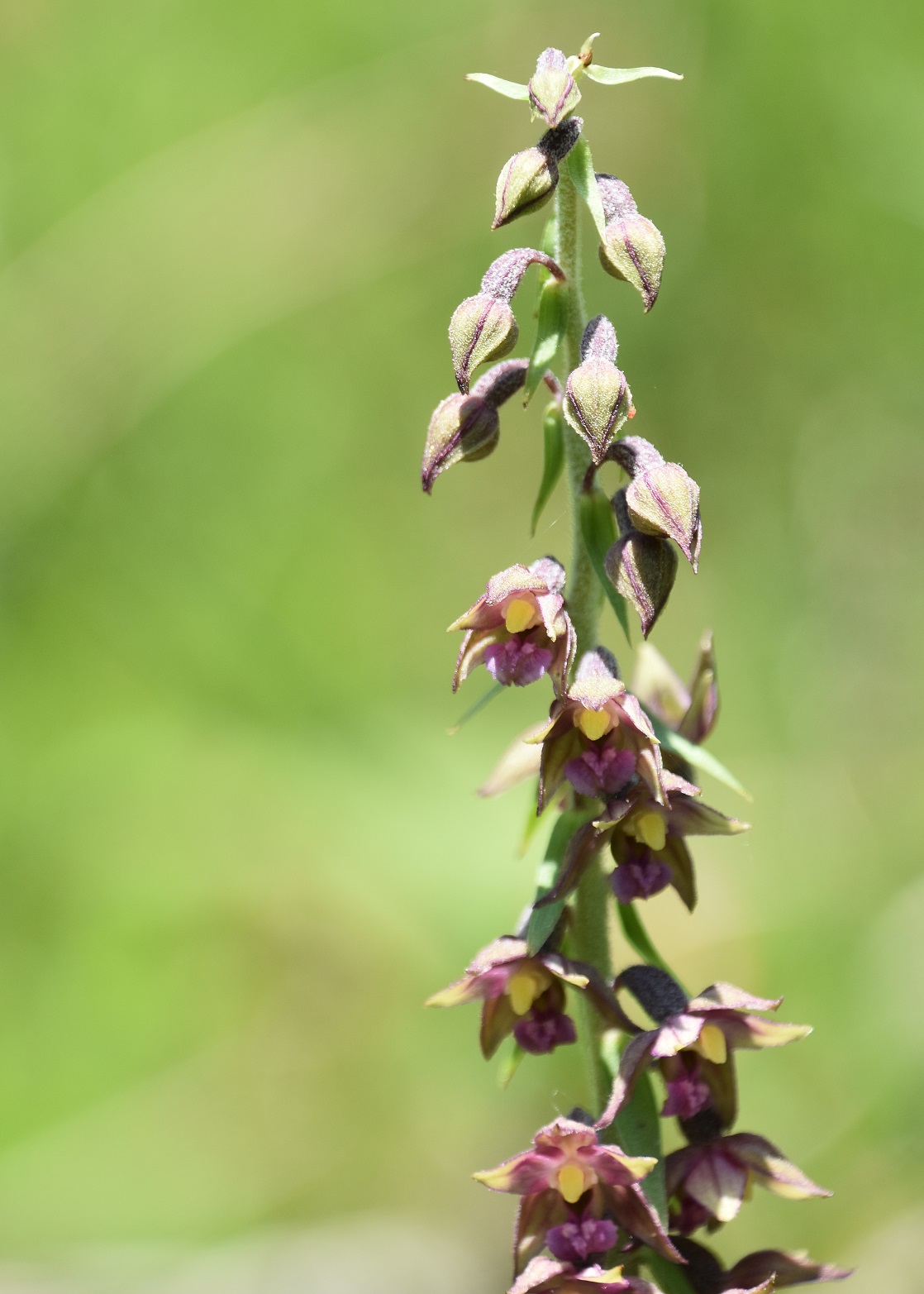 Neuhaus - 24072021 - (271) - Epipactis atrorubens - Rot-Ständelwurz.JPG