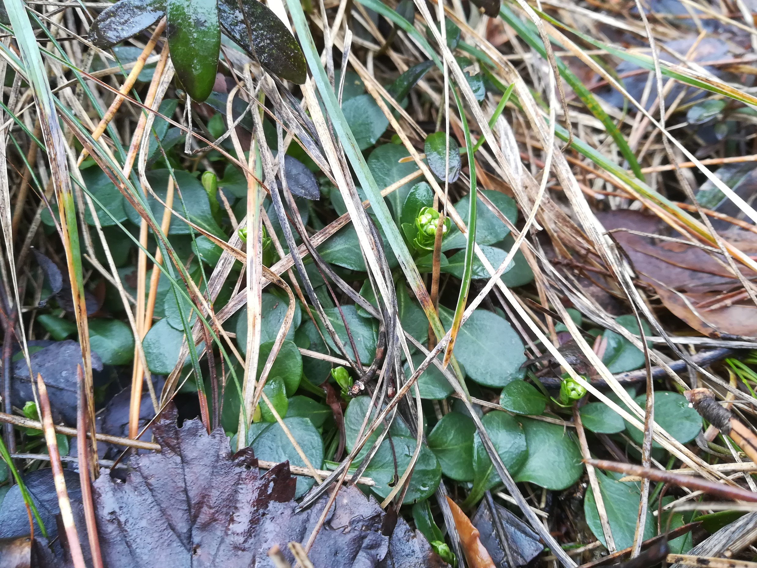 mödling_frauenstein_20180125_102744.jpg