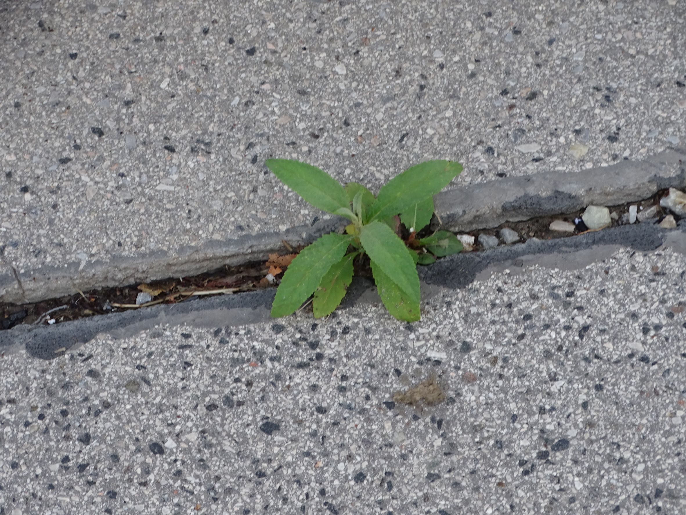 DSC03875 wien-22, sandefjordgasse, 2021-08-06, buddleja davidii.JPG