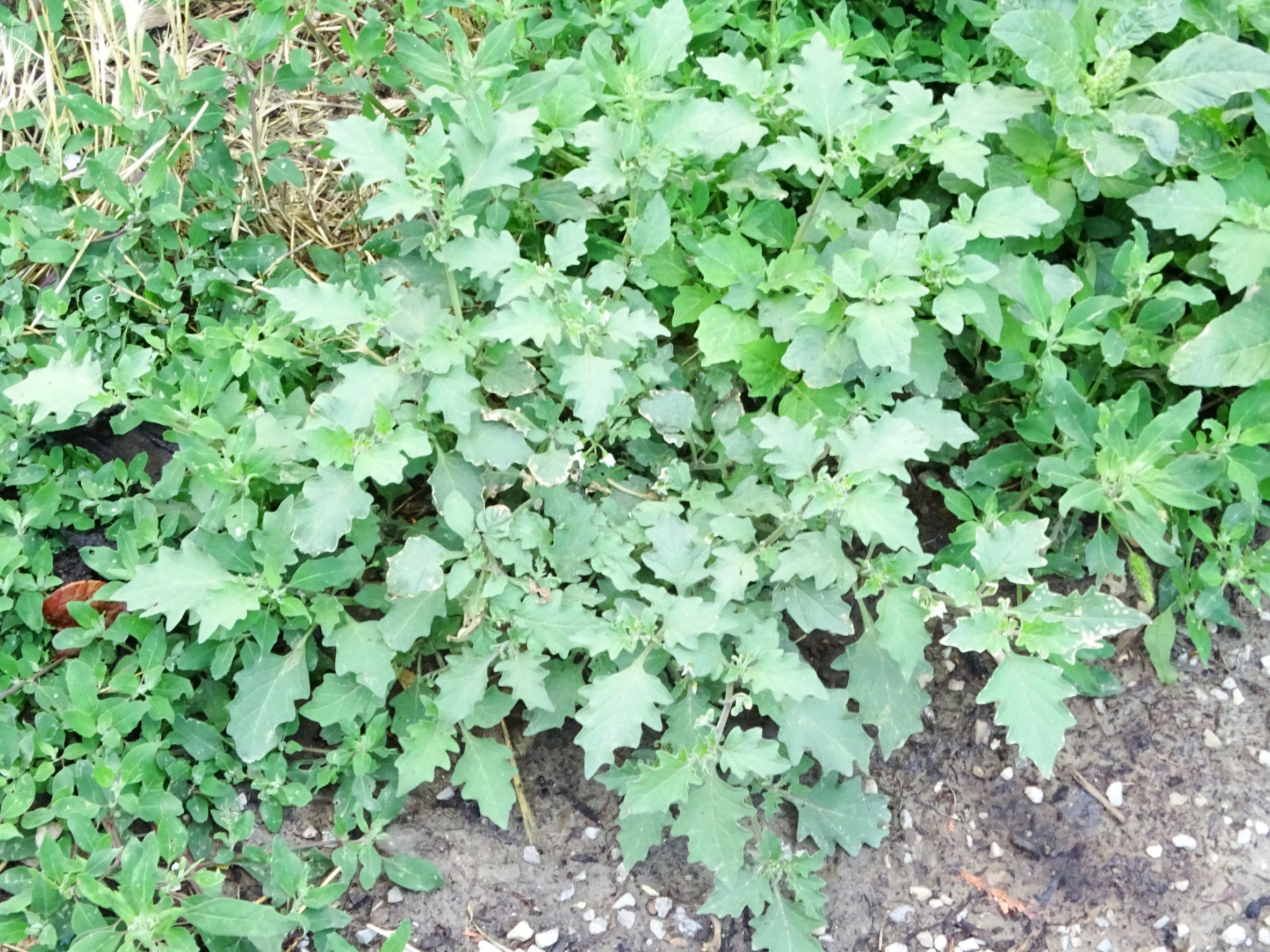 DSC03884 wien-22, sandefjordgasse, 2021-08-06, solanum sp..JPG