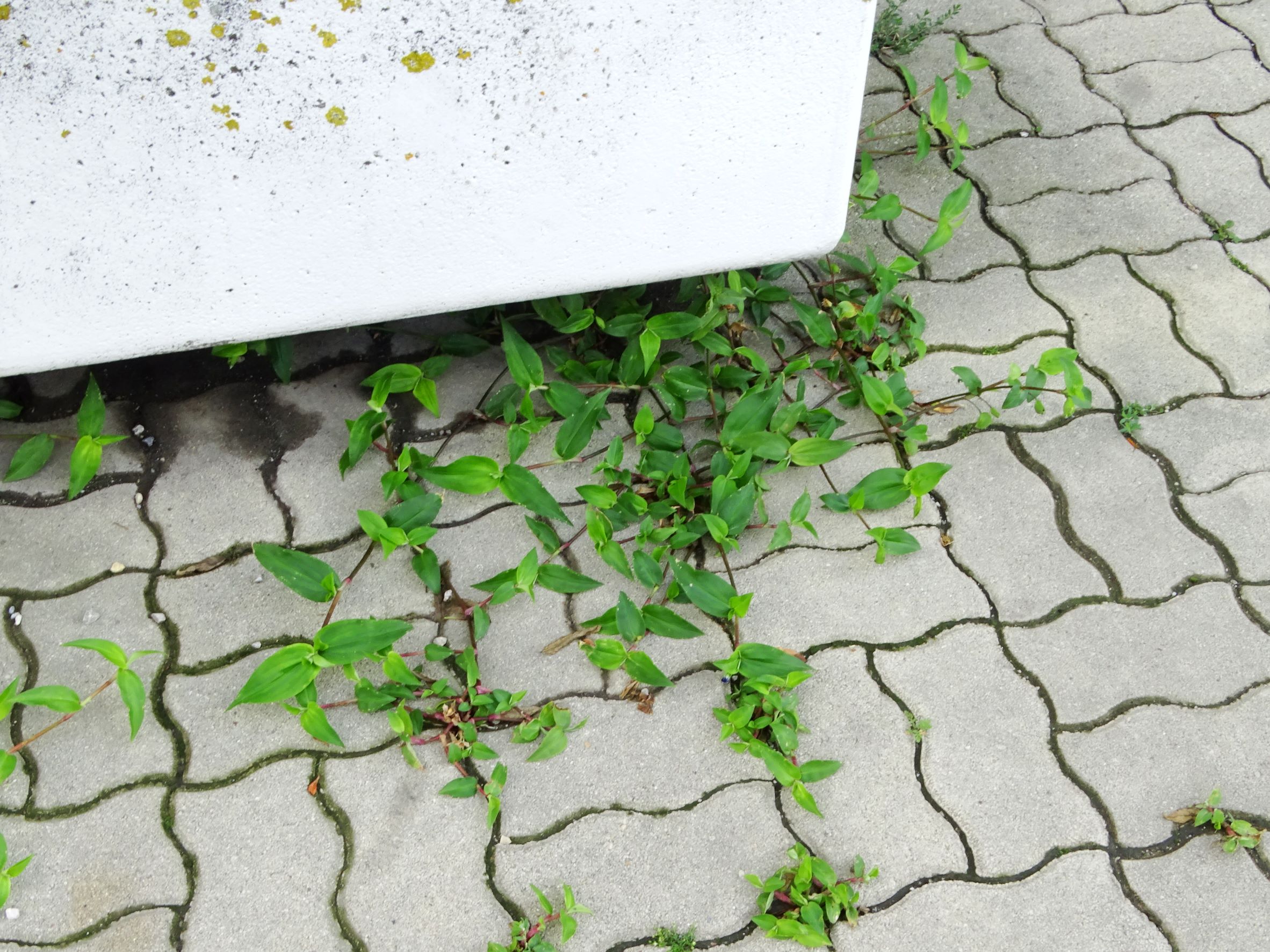 DSC03895 wien-22, ecke langobardenstraße, 2021-08-06, commelina communis.JPG