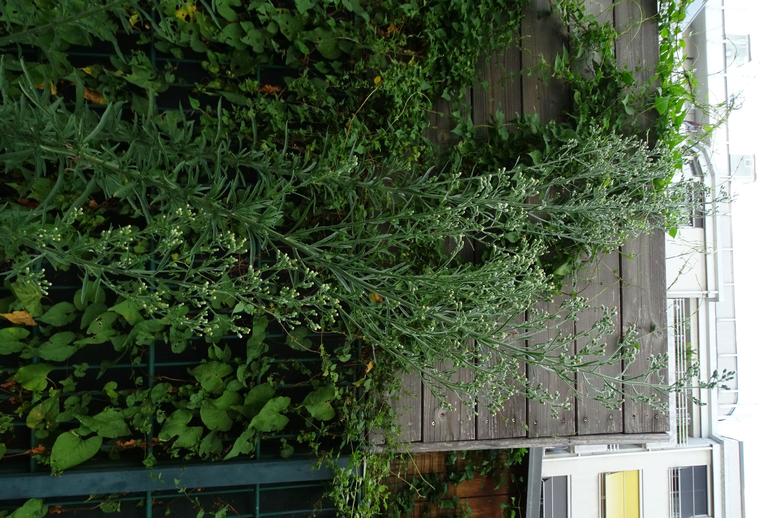 DSC03906 wien-22, sandefjordgasse, 2021-08-06, erigeron sp.JPG