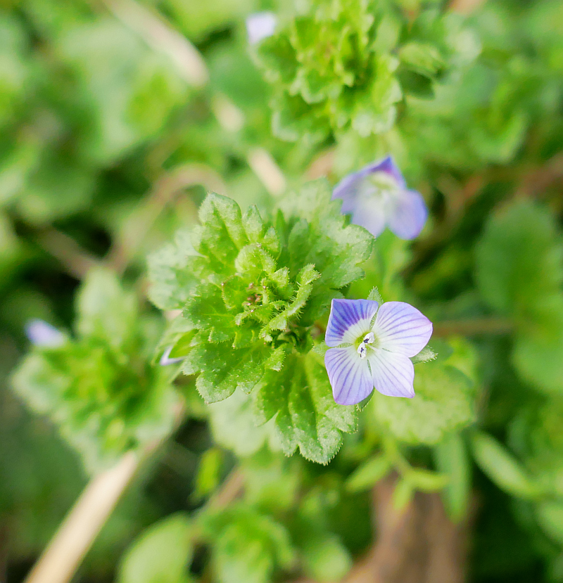 P1050368 Veronica hederifolia frg.JPG