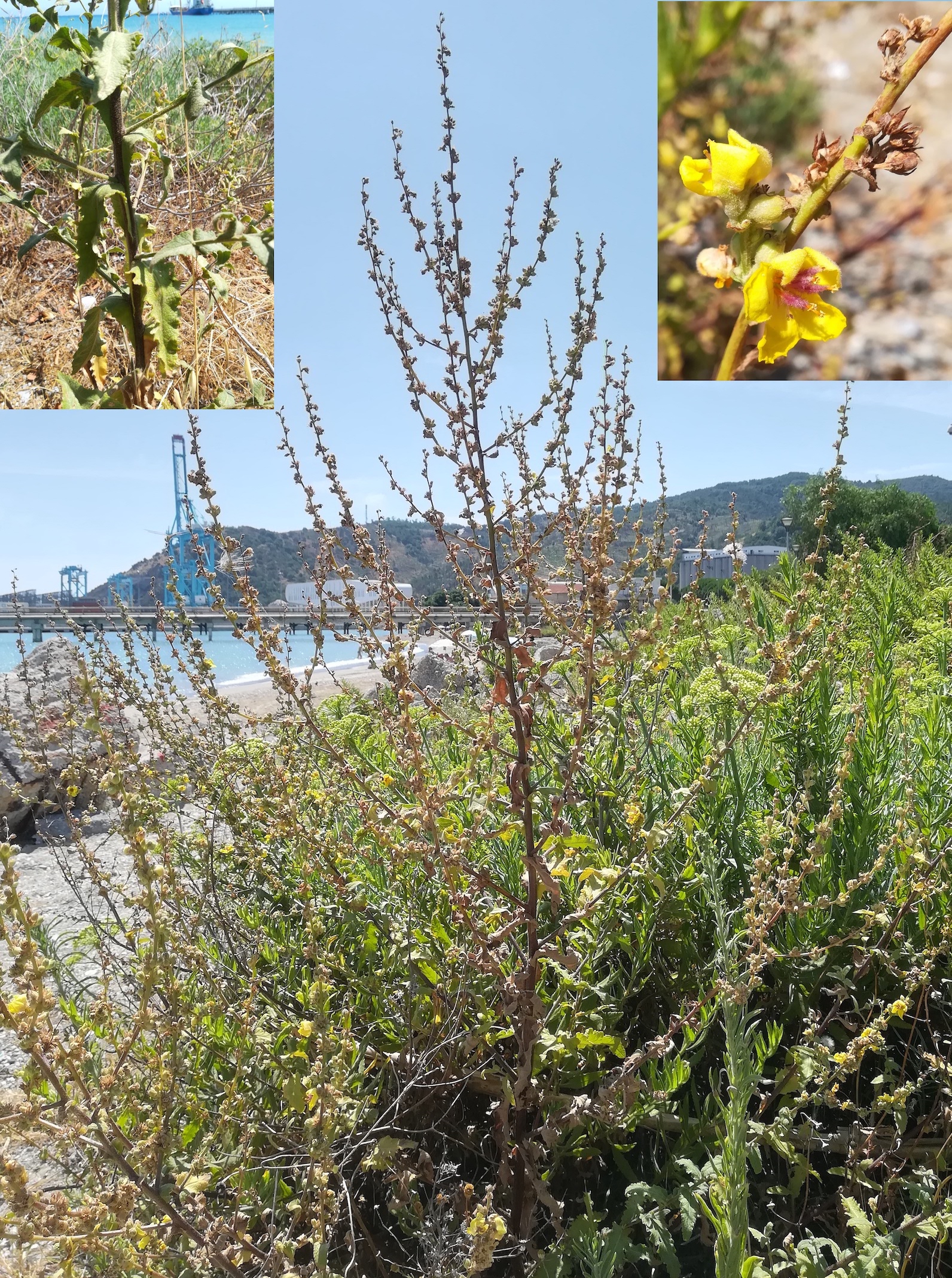 verbascum sinuatum vado ligure W genua riviera mediterran italien_20210802_123307.jpg