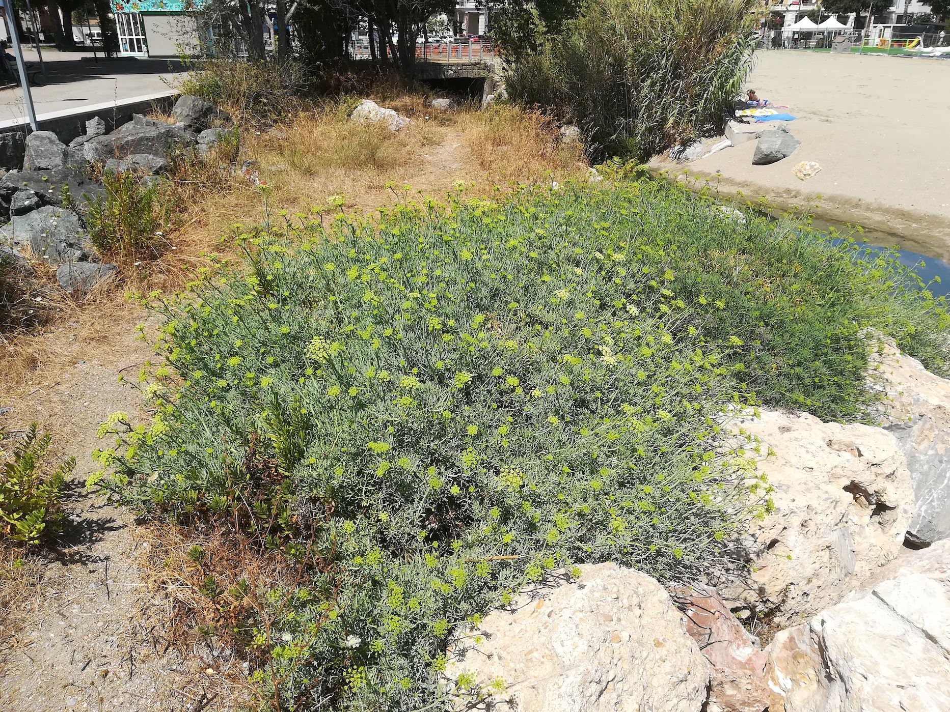 crithmum maritimum vado ligure W genua riviera mediterran italien_20210802_123446.jpg