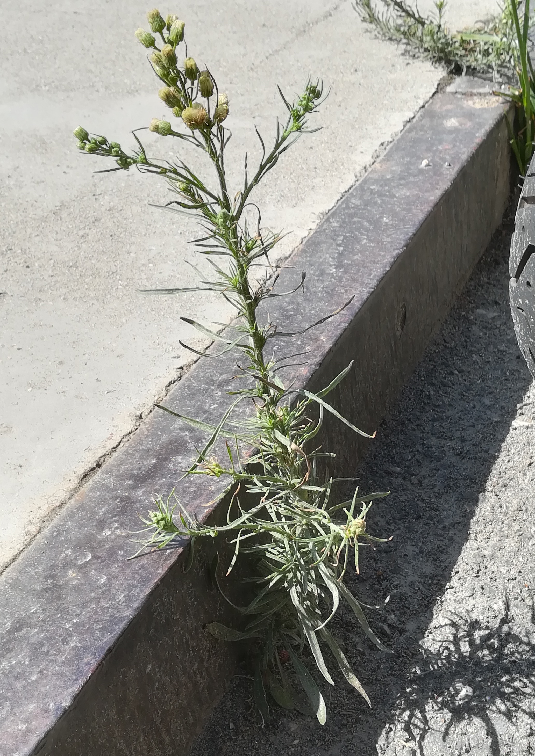 erigeron cf. bonariensis vado ligure W genua riviera mediterran italien 20210802_112842.jpg