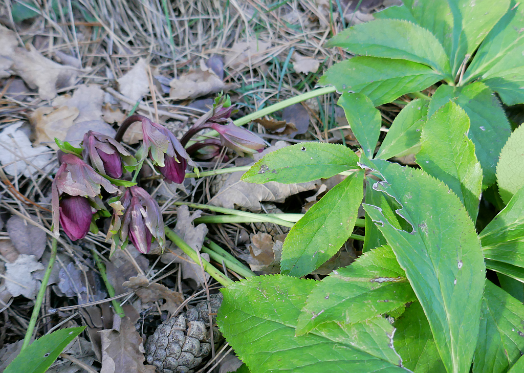 h1 P1050361 Helleborus orientalis.JPG