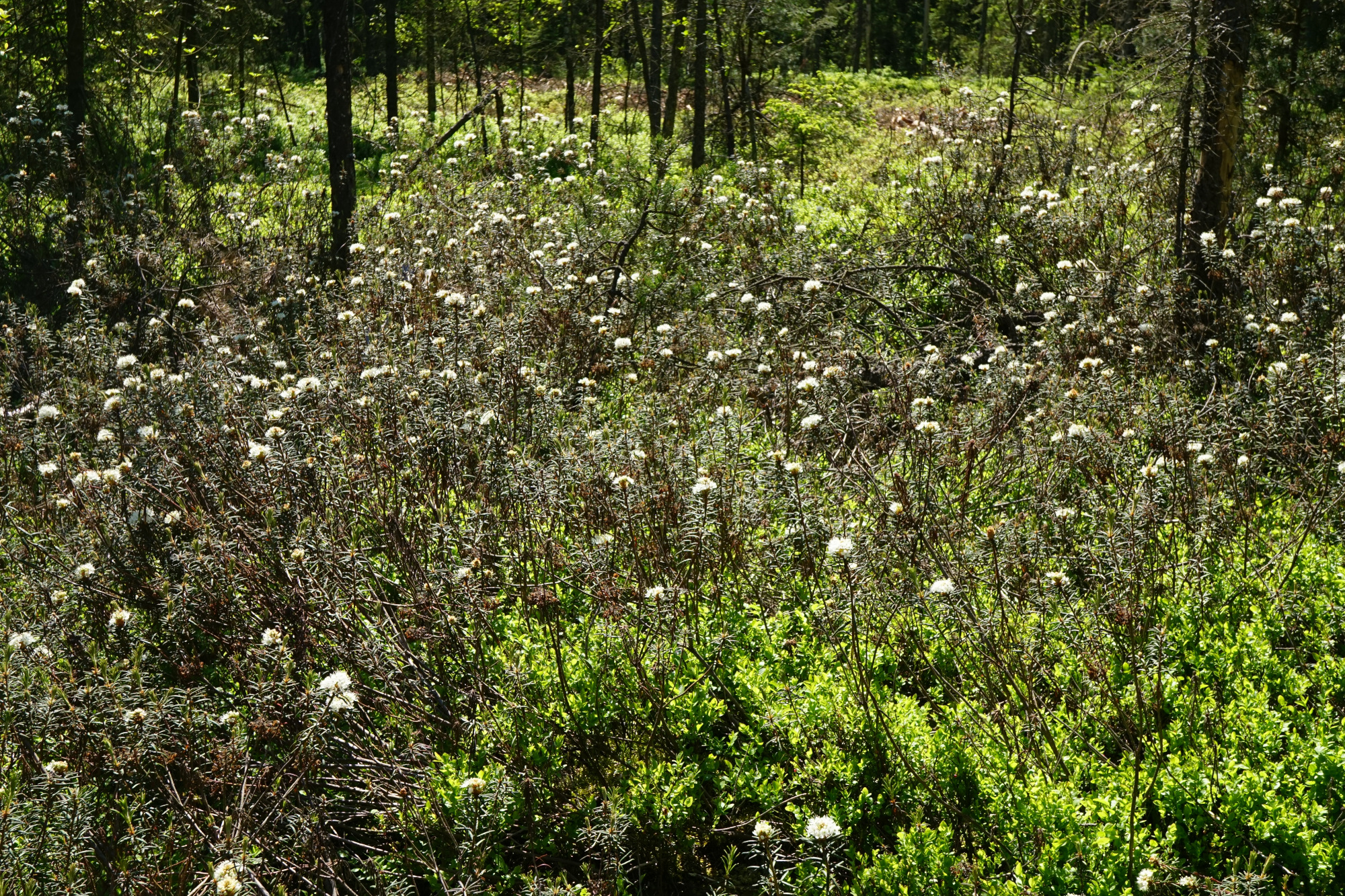 210603_Rhododendron tomentosum_Moorwald Gebhardts_A.JPG