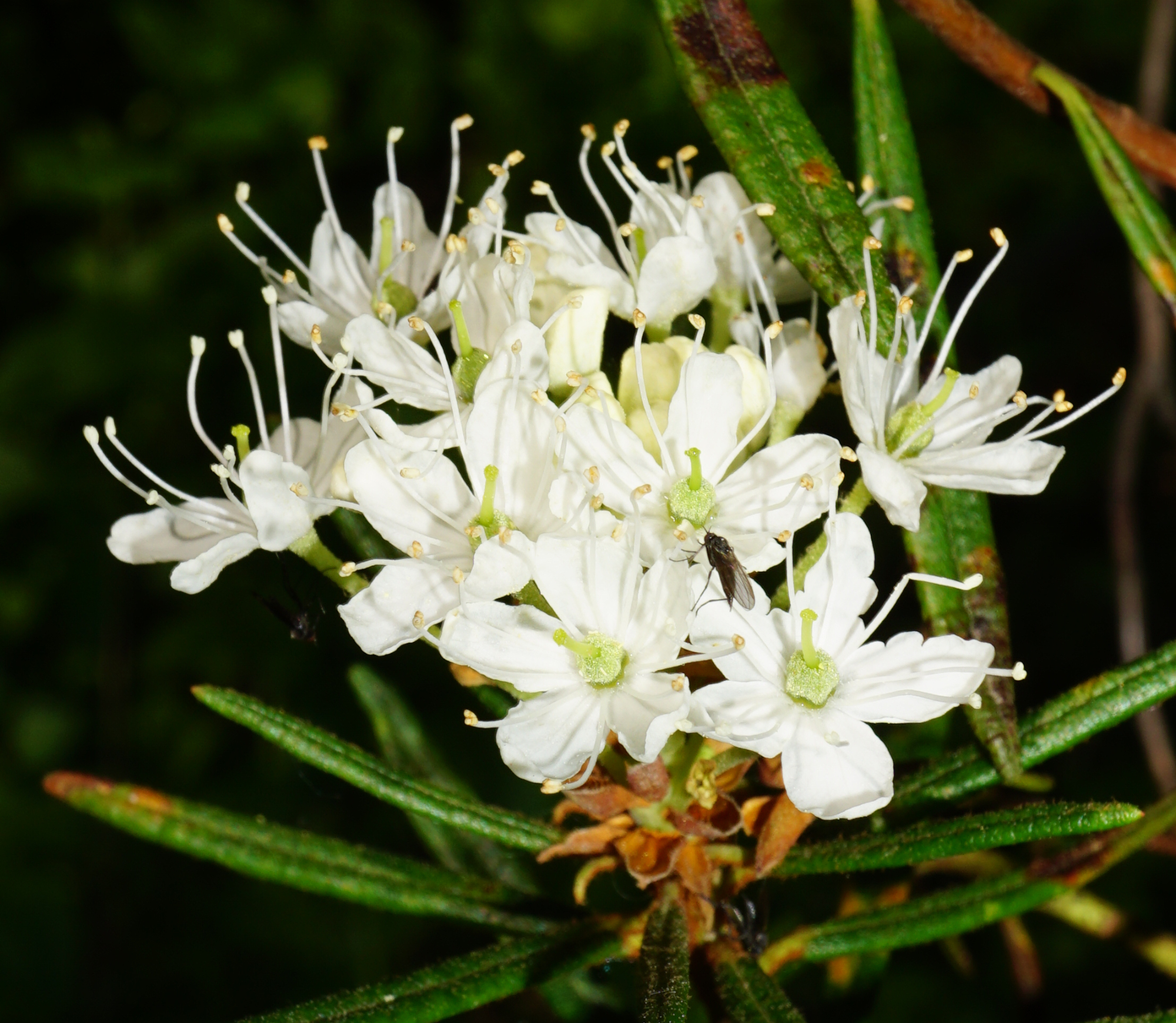 210603_Rhododendron tomentosum_Moorwald Gebhardts_B.JPG