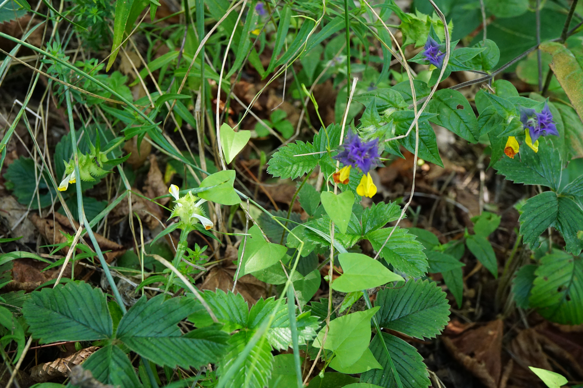 210807_Melampyrum cristatum & nemorosum_Hundsheimer Berg.JPG