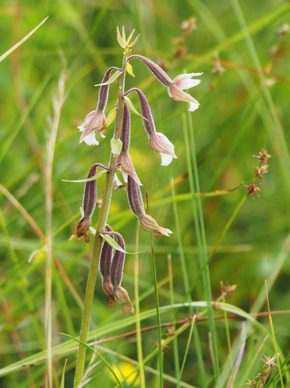 Epipactis palustris2_teichalm.jpg