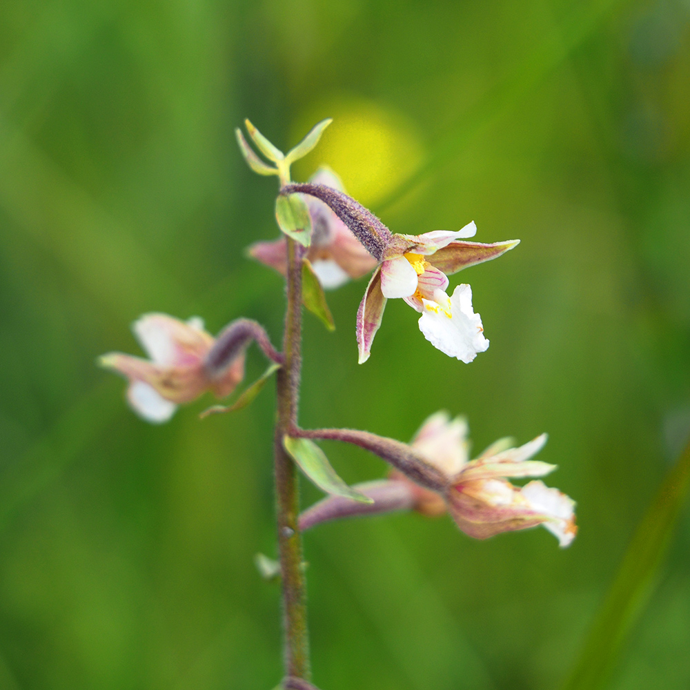 Epipactis palustris_teichalm.jpg