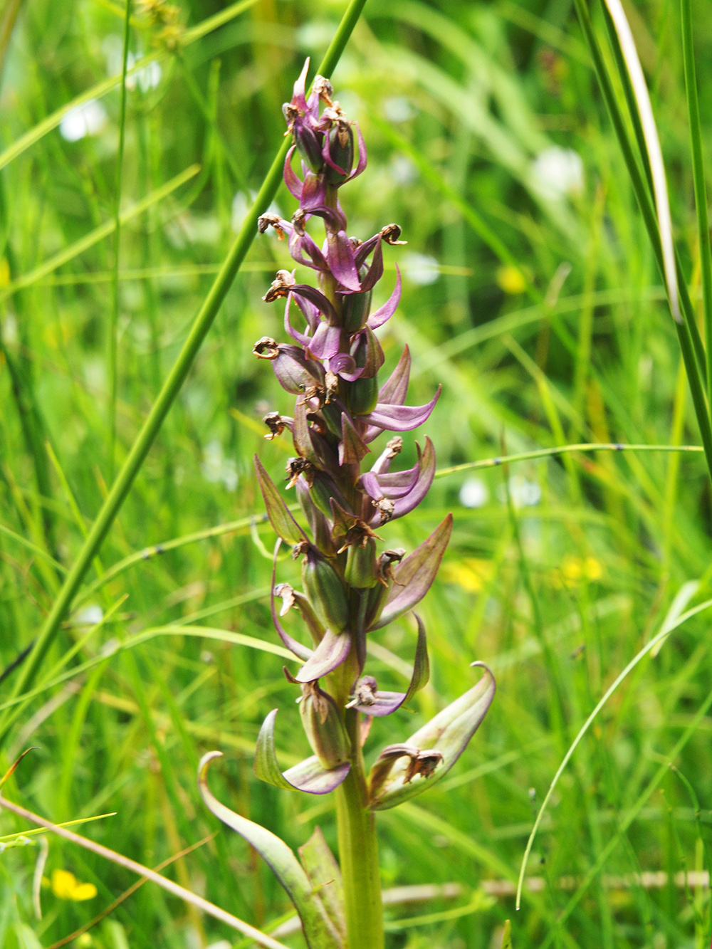 Dactylorhiza_teichalm.jpg