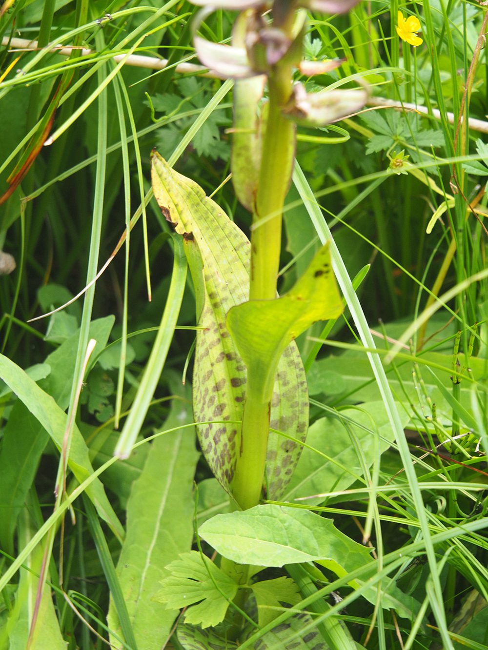 Dactylorhiza_teichalm2.jpg