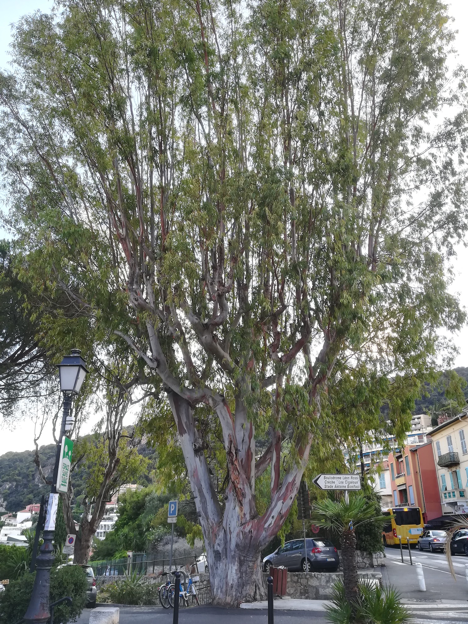 eucalyptus cf. globulus kult. villefranche-sur-mer riviera seealpen mediterran frankreich 20210803_192325.jpg