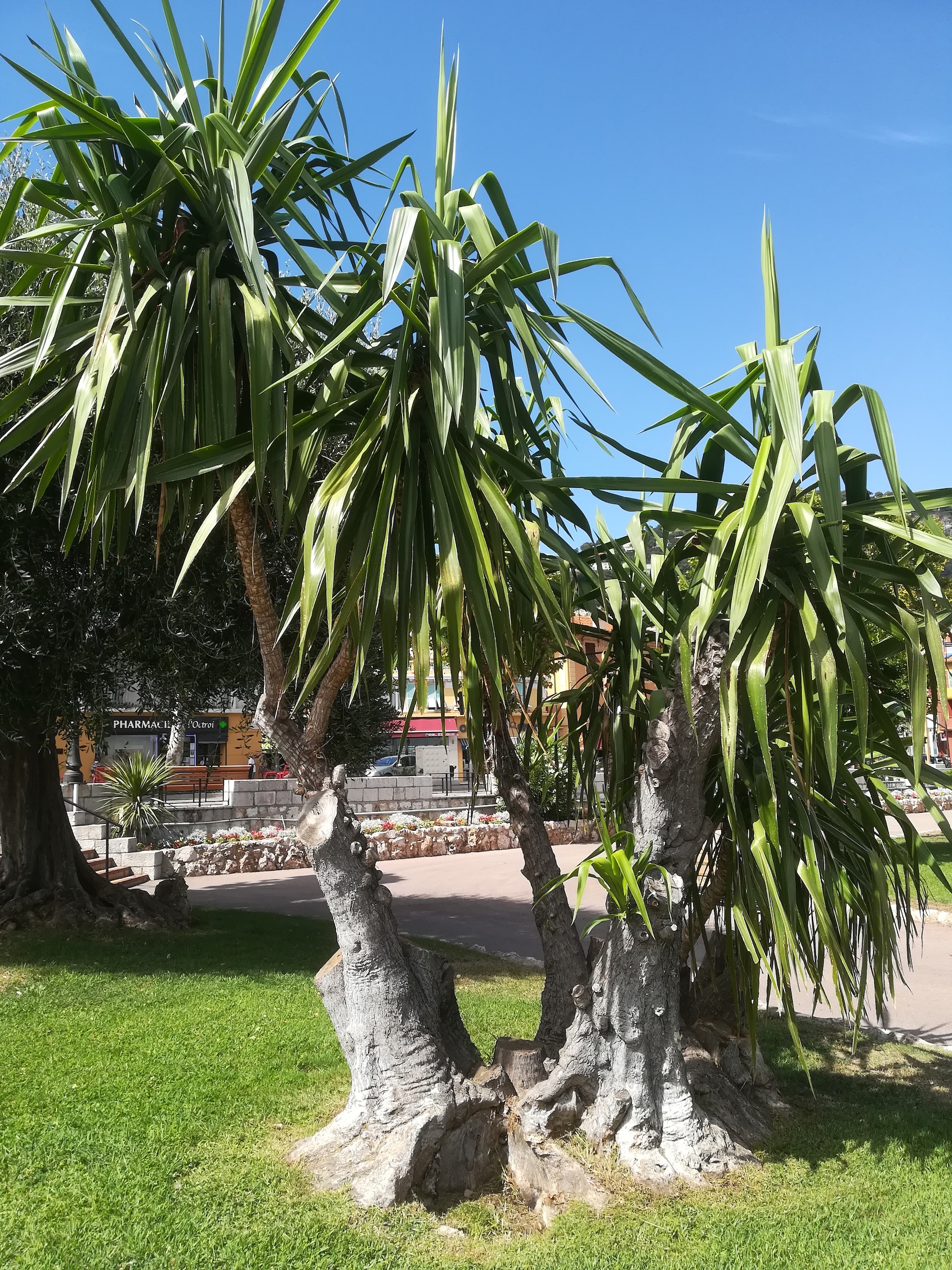yucca cf. aloifolia villefranche-sur-mer riviera seealpen mediterran frankreich 20210805_154346.jpg