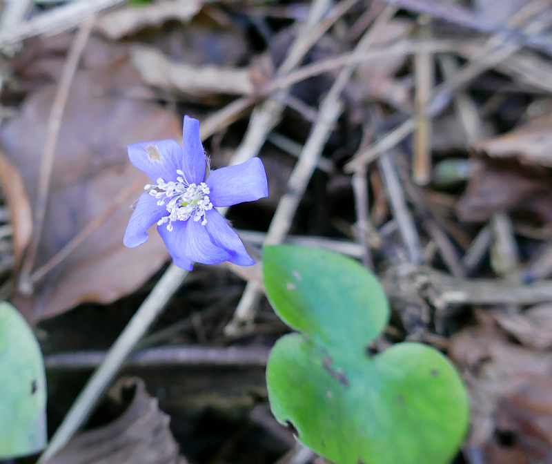 P1050334 leberblümchen.JPG