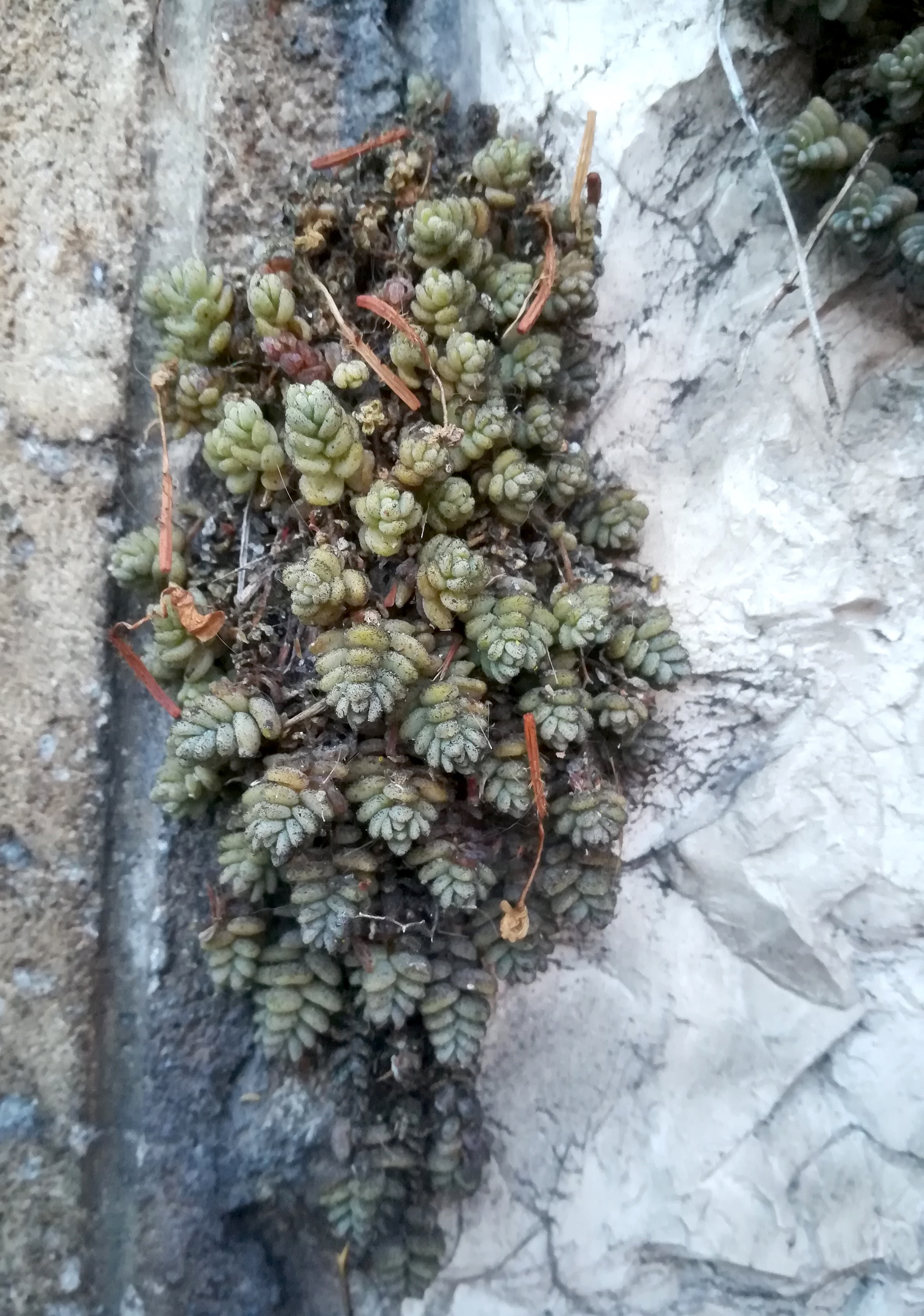 sedum cf. dasyphyllum villefranche-sur-mer riviera seealpen mediterran frankreich 20210803_205248.jpg