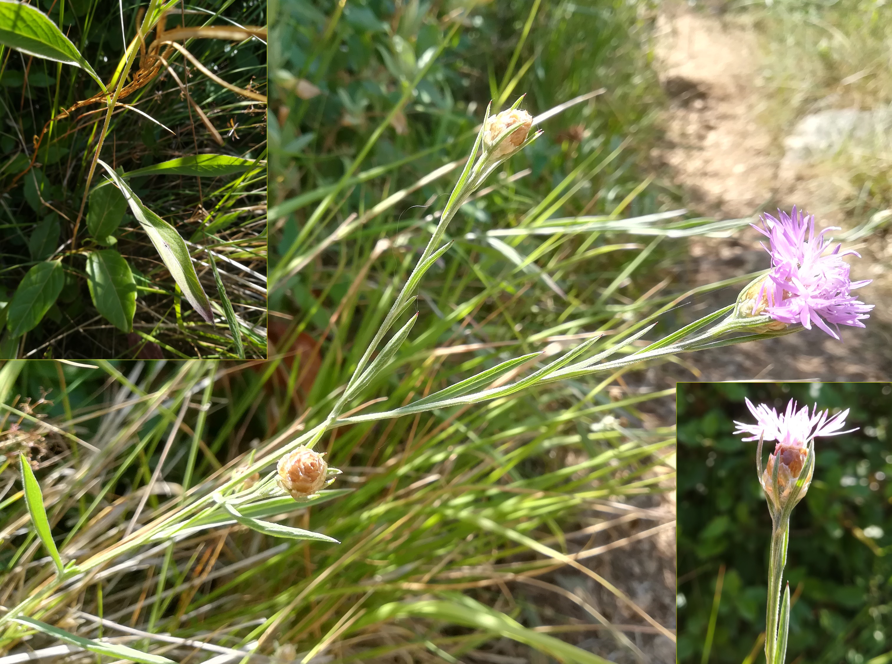 centaurea jacea cf. subsp. timbalii mont leuze villefranche-sur-mer riviera seealpen mediterran frankreich 20210803_121553.jpg