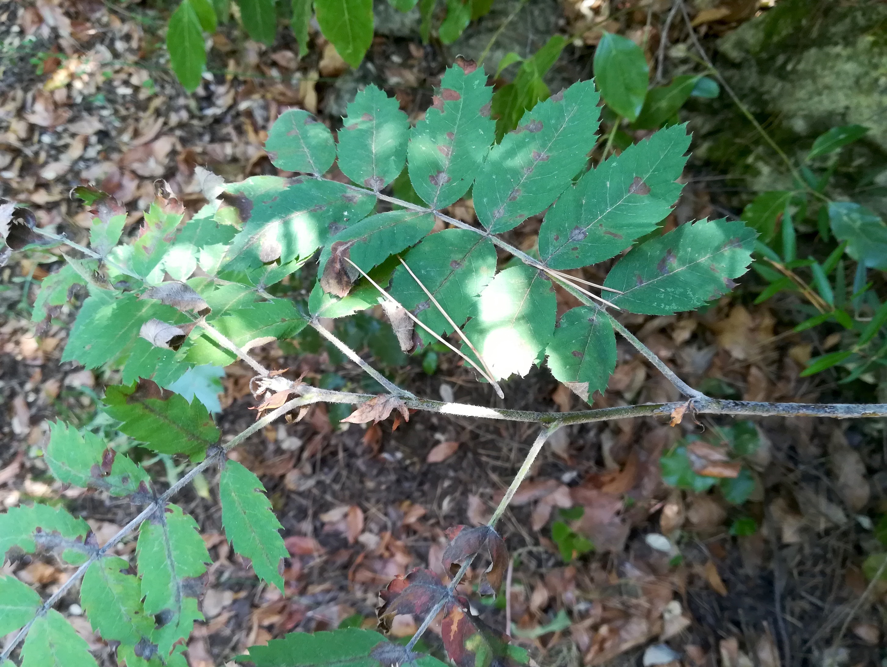 cf. sorbus domestica mont leuze villefranche-sur-mer riviera seealpen mediterran frankreich 20210803_124813.jpg