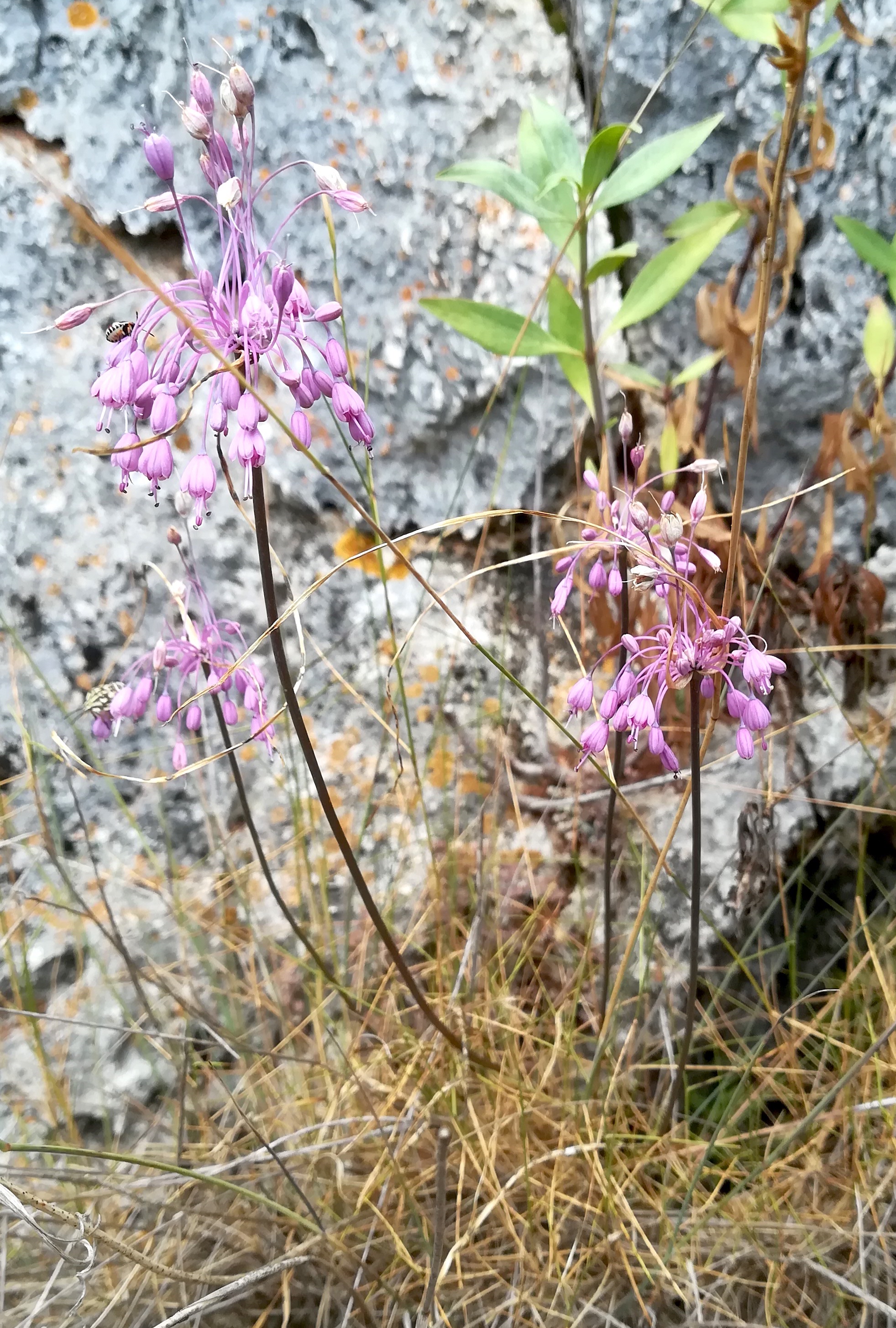 allium coloratum = carinatum subsp. pulchellum sensu EfÖLS 2008 mont leuze villefranche-sur-mer riviera seealpen mediterran frankreich 20210803_133005.jpg