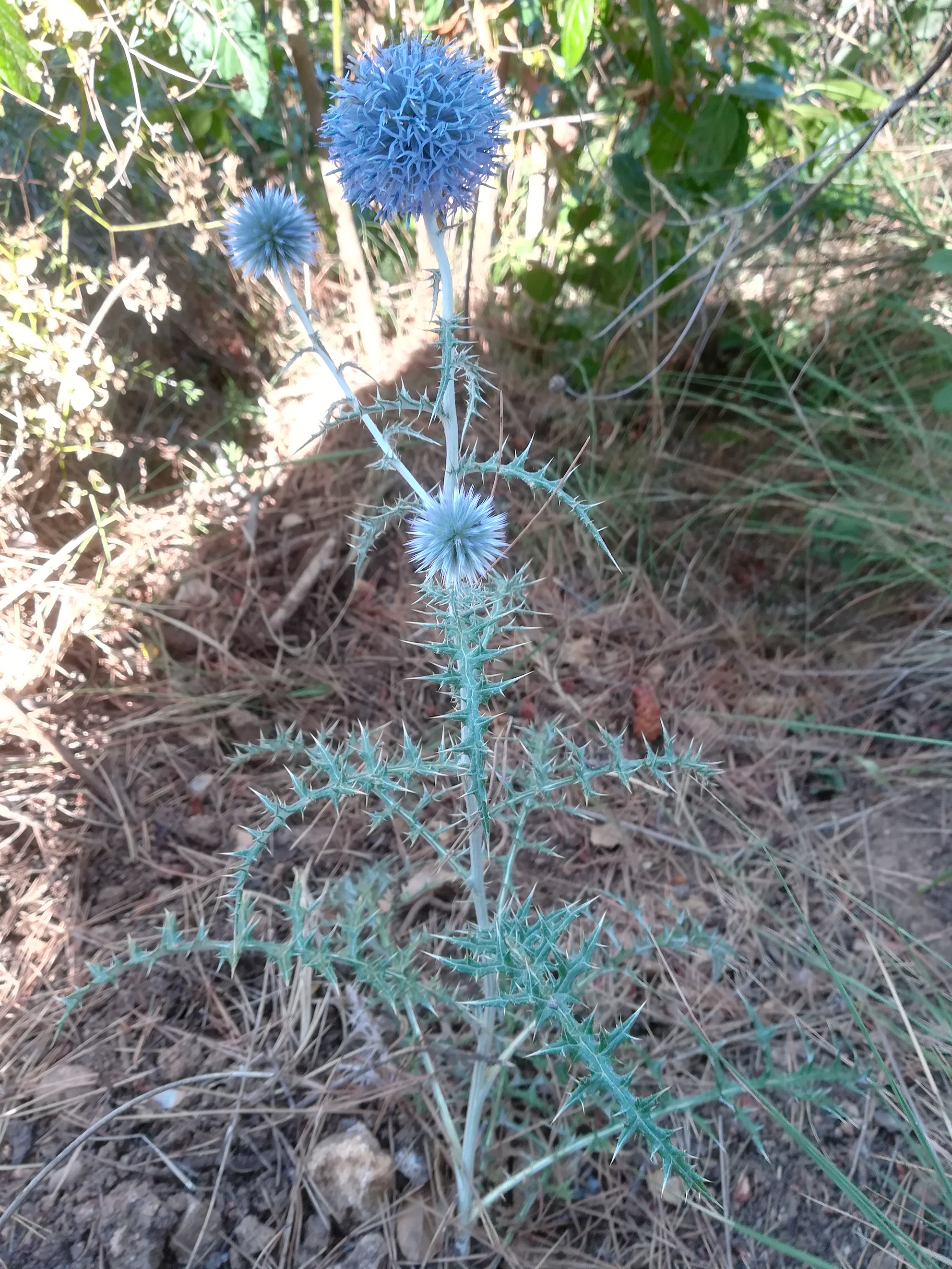 echinops ritro mont leuze villefranche-sur-mer riviera seealpen mediterran frankreich 20210803_101552.jpg