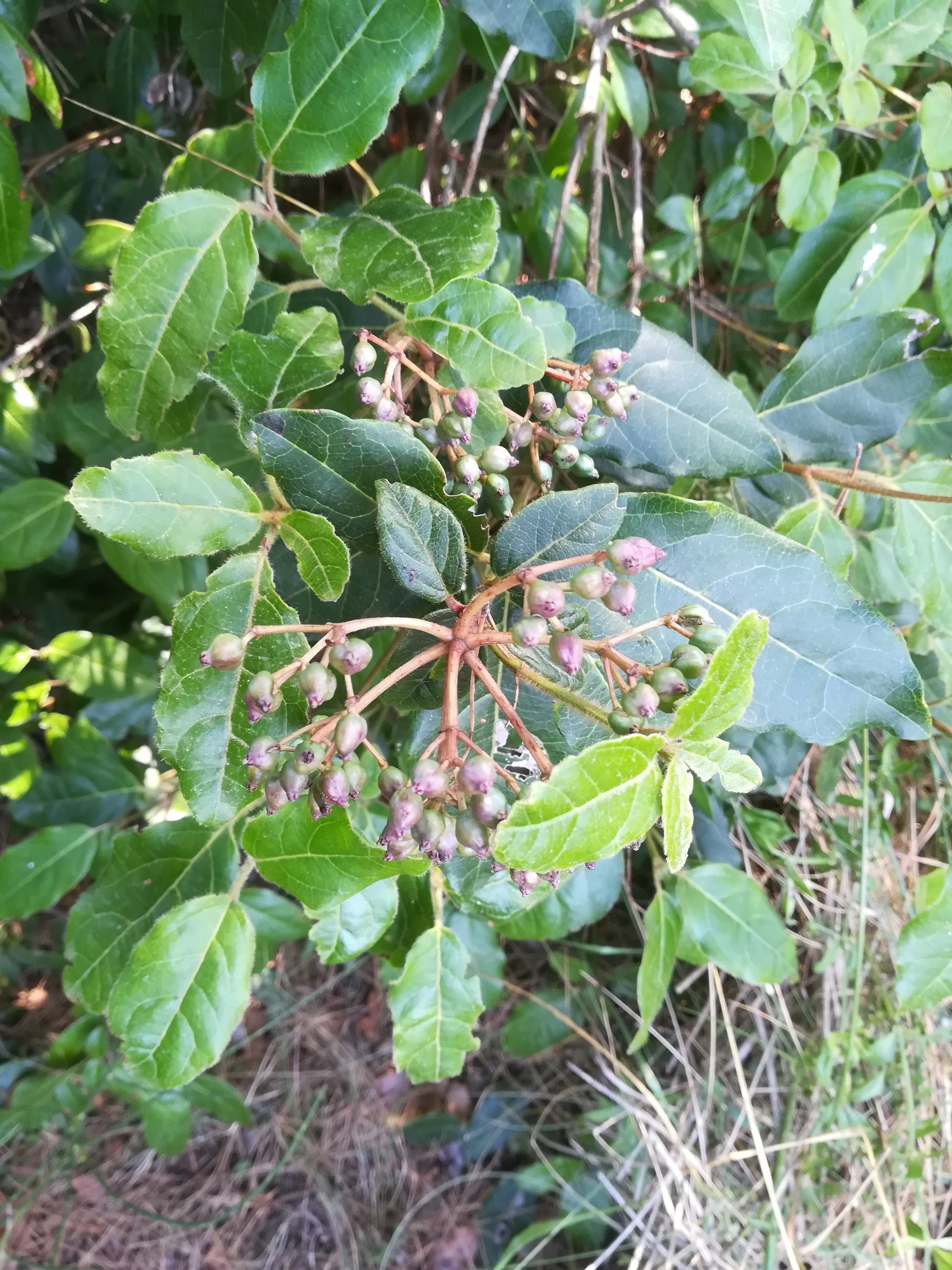 viburnum tinus mont leuze villefranche-sur-mer riviera seealpen mediterran frankreich 20210803_122622.jpg