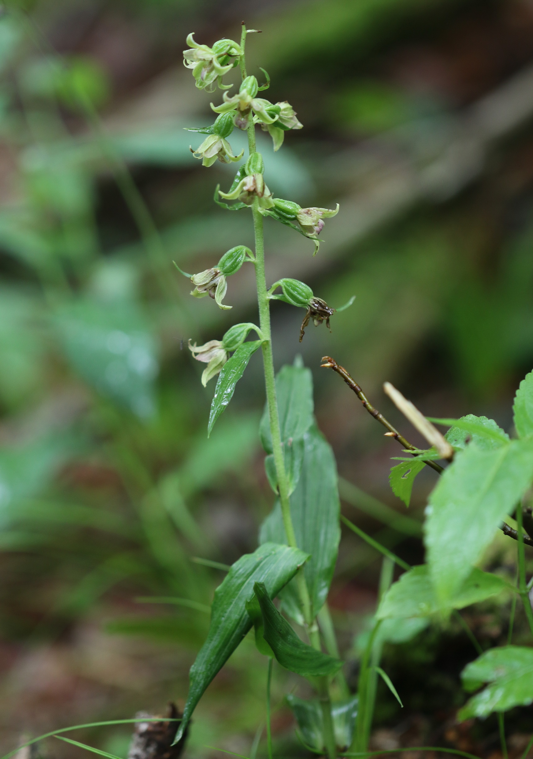 Epipactis greuteri, Steiermark, Festlau, 8.Aug. 2021 N. Griebl.JPG