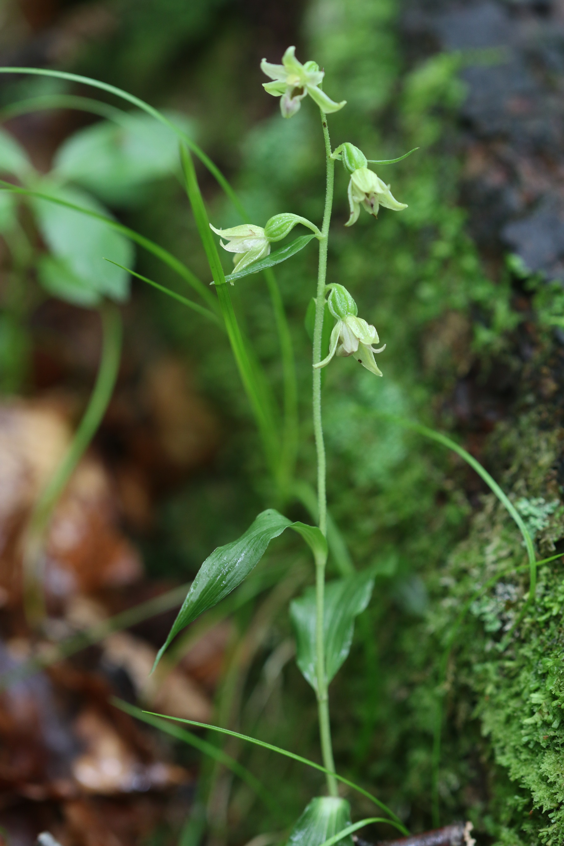 Epipactis greuteri, Steiermark, Festlau, 8.Aug. 2021 N.Griebl.JPG