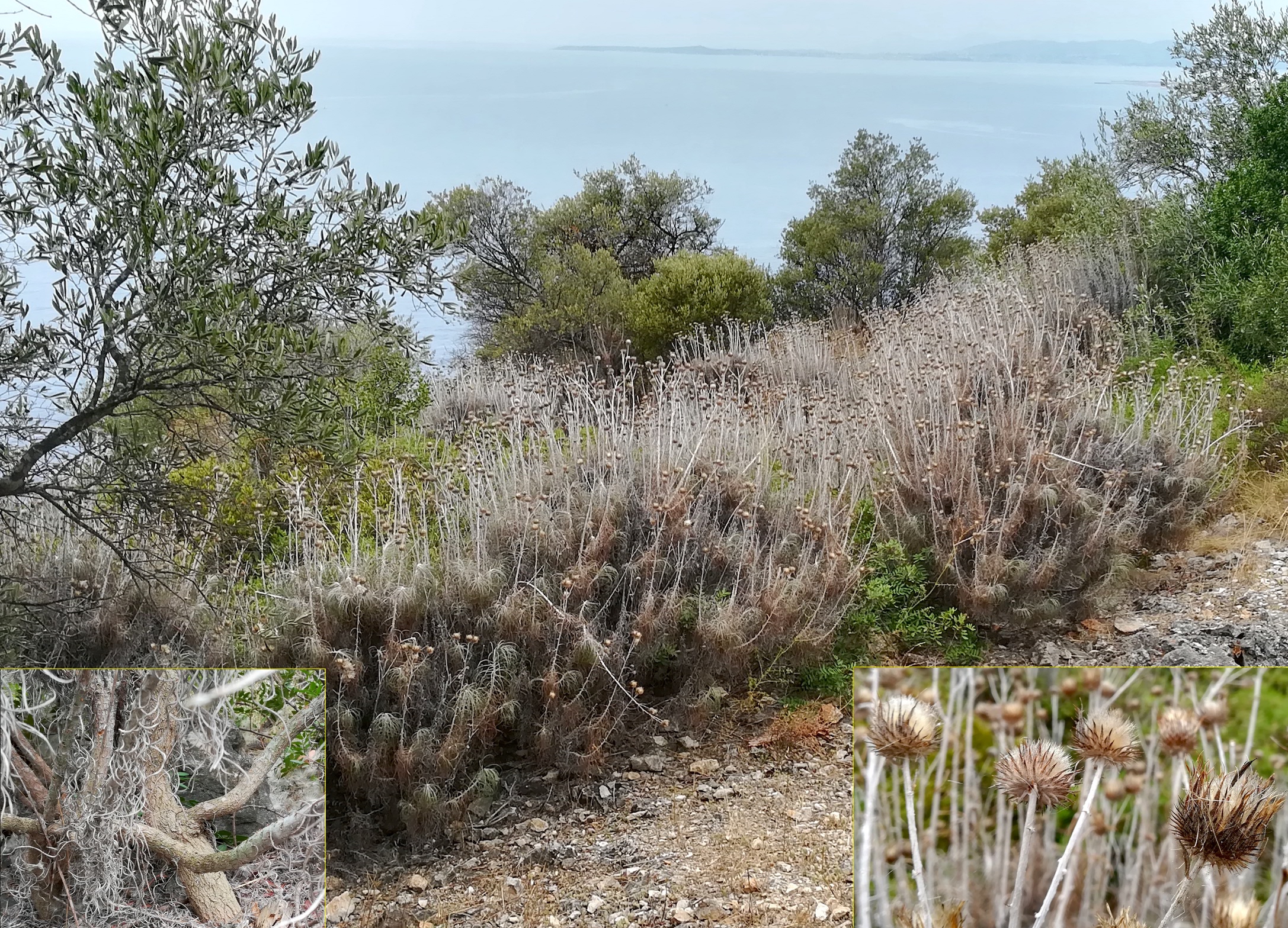 ptilostemon gnaphaloides mont boron bei villefranche-sur-mer riviera seealpen mediterran frankreich 20210804_101116.jpg