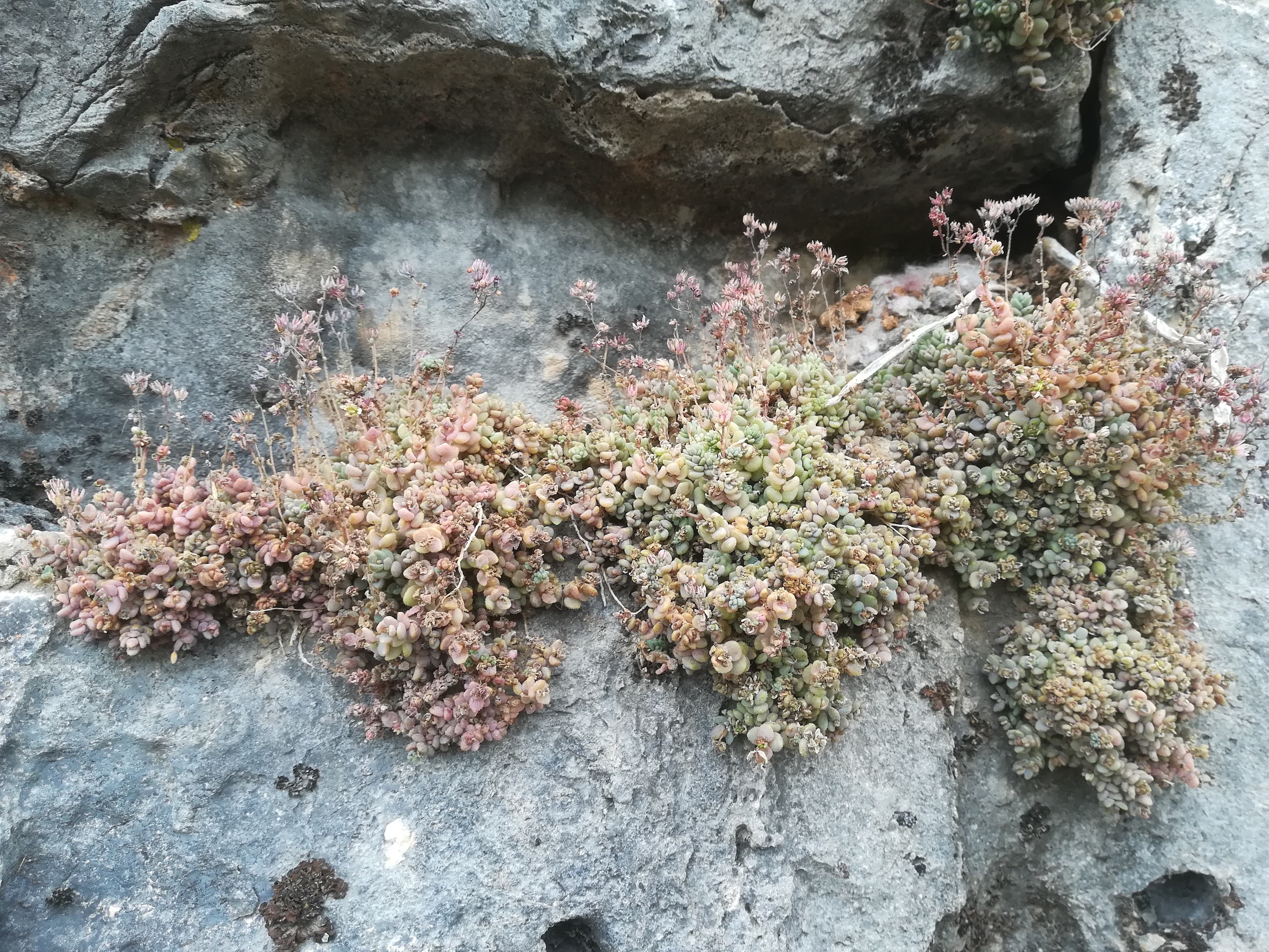 sedum cf. dasyphyllum mont d'aspremont nizza riviera seealpen mediterran frankreich_20210805_094858.jpg