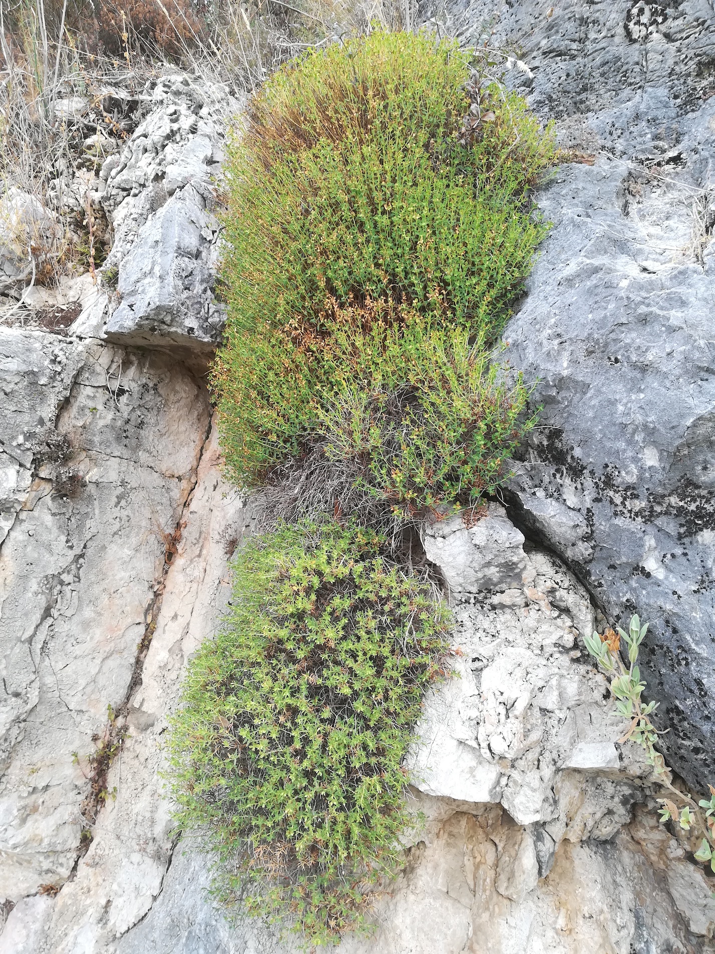 euphorbia spinosa mont d'aspremont nizza riviera seealpen mediterran frankreich_20210805_101454.jpg