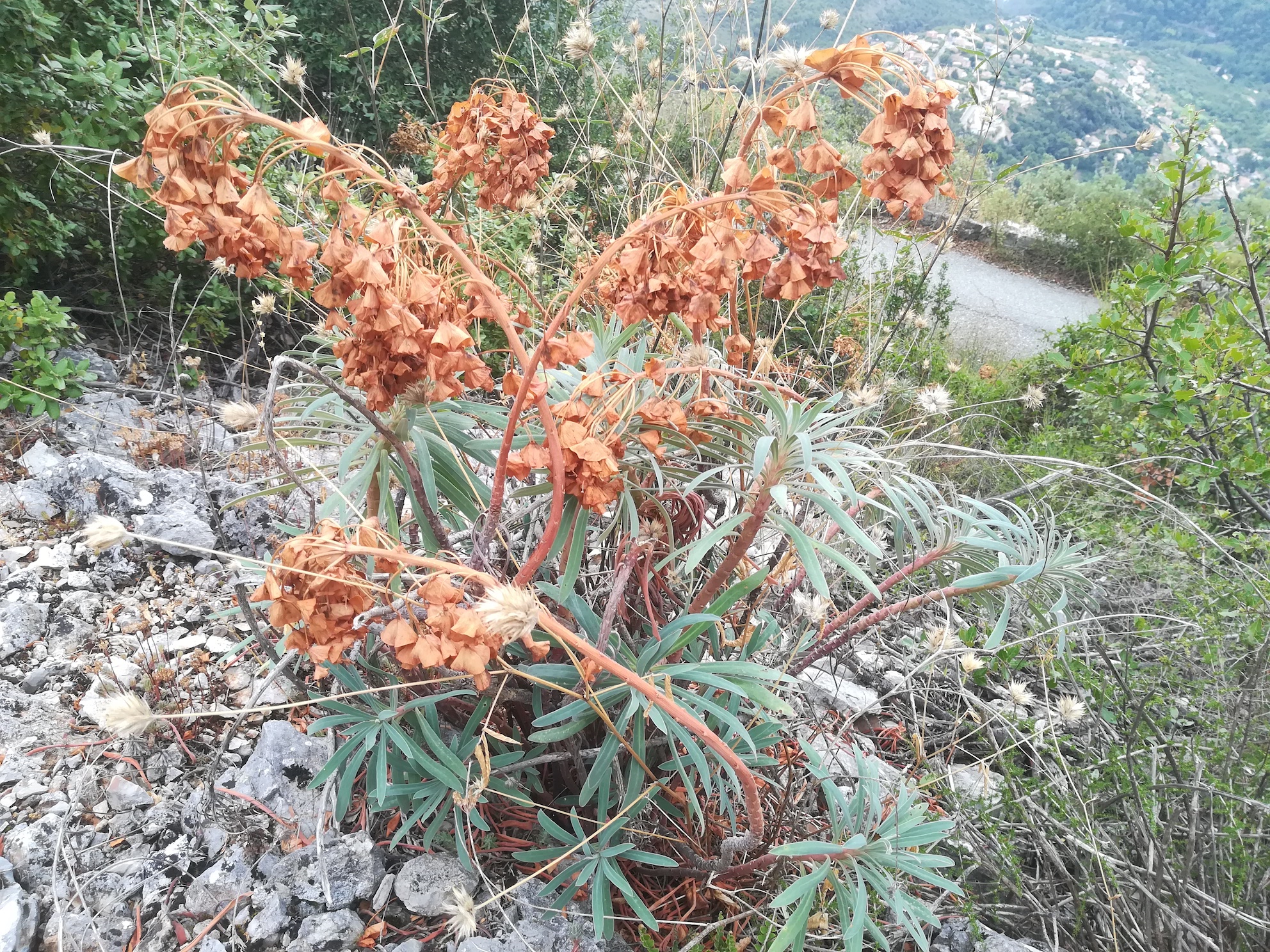 euphorbia characias mont d'aspremont nizza riviera seealpen mediterran frankreich_20210805_104334.jpg