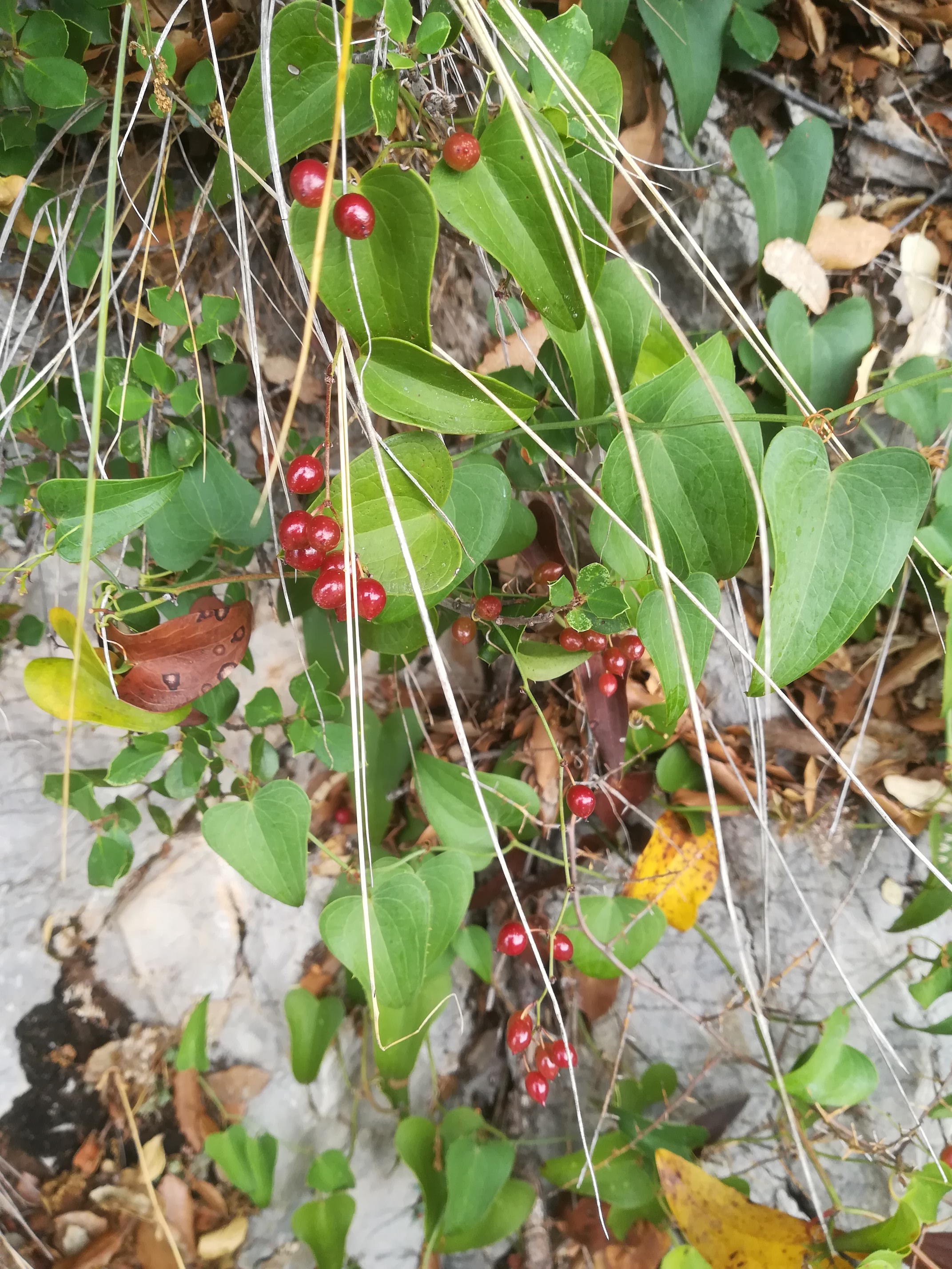 smilax aspera mont d'aspremont nizza riviera seealpen mediterran frankreich_20210805_104105.jpg