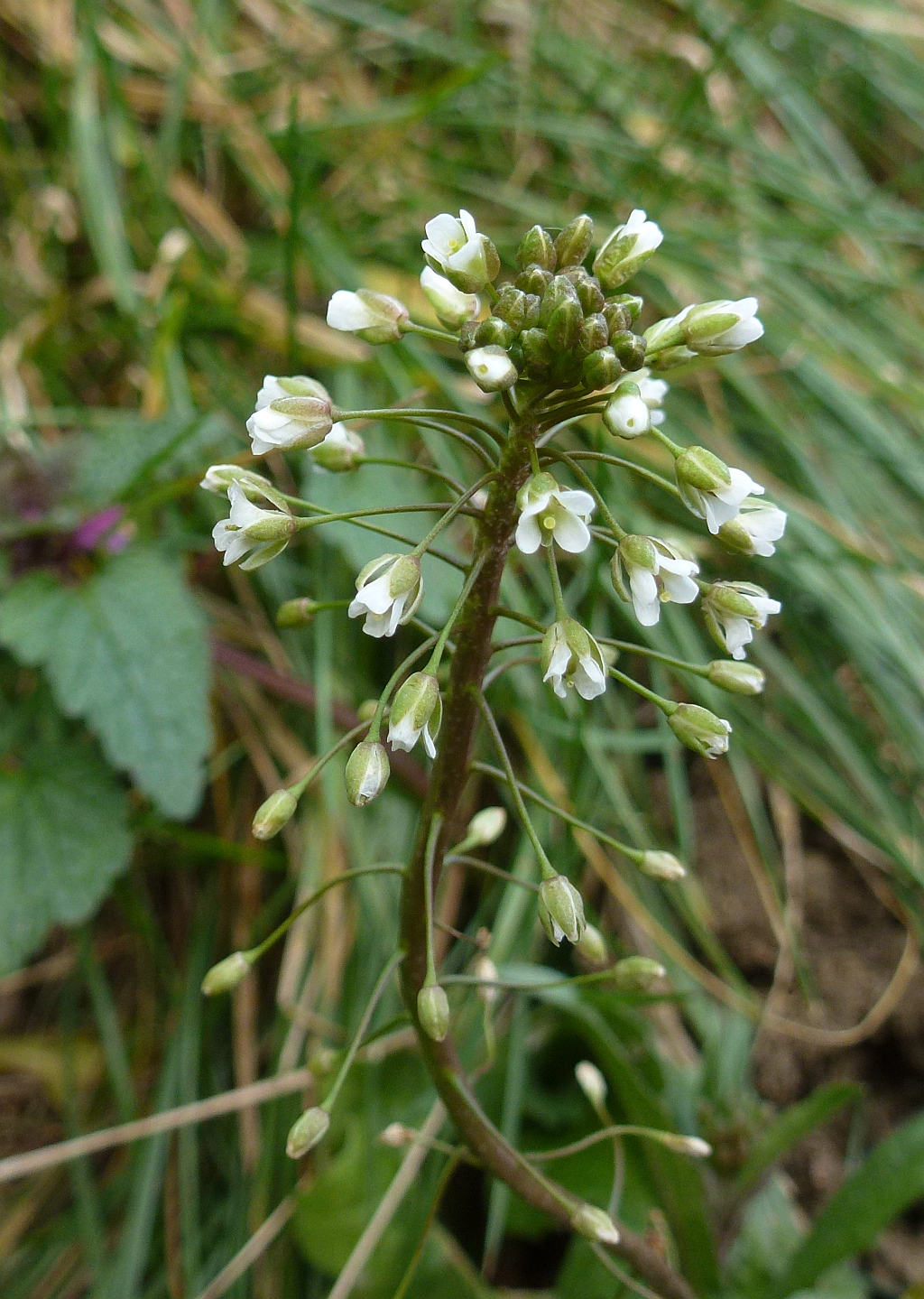 b2P1530854-56 Bursa pastoris.JPG