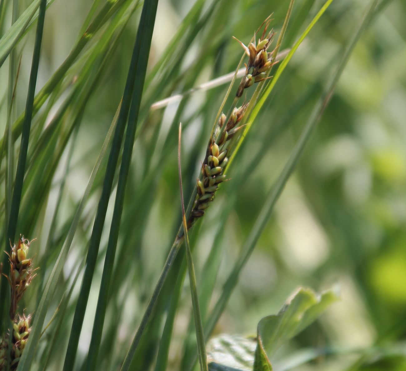 Carex buxbaumii Kibitzbachwiesen Gramatneusiedl_20210618_02.jpg